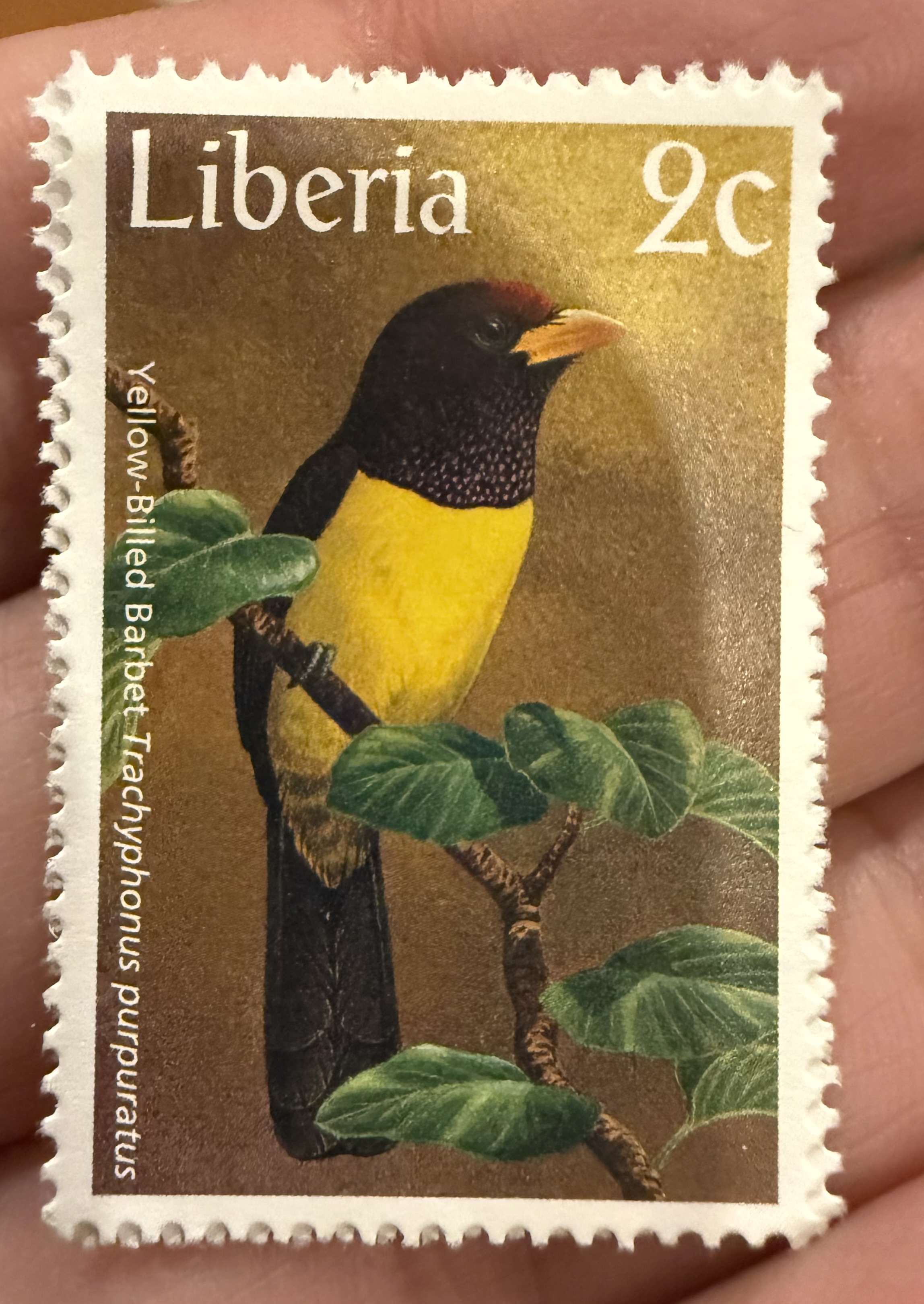 Yellow Billed Barbet