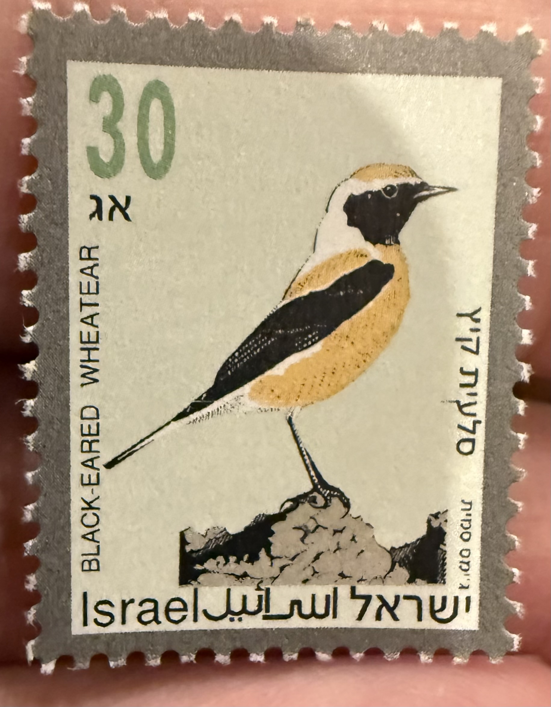 Black Eared Wheatear