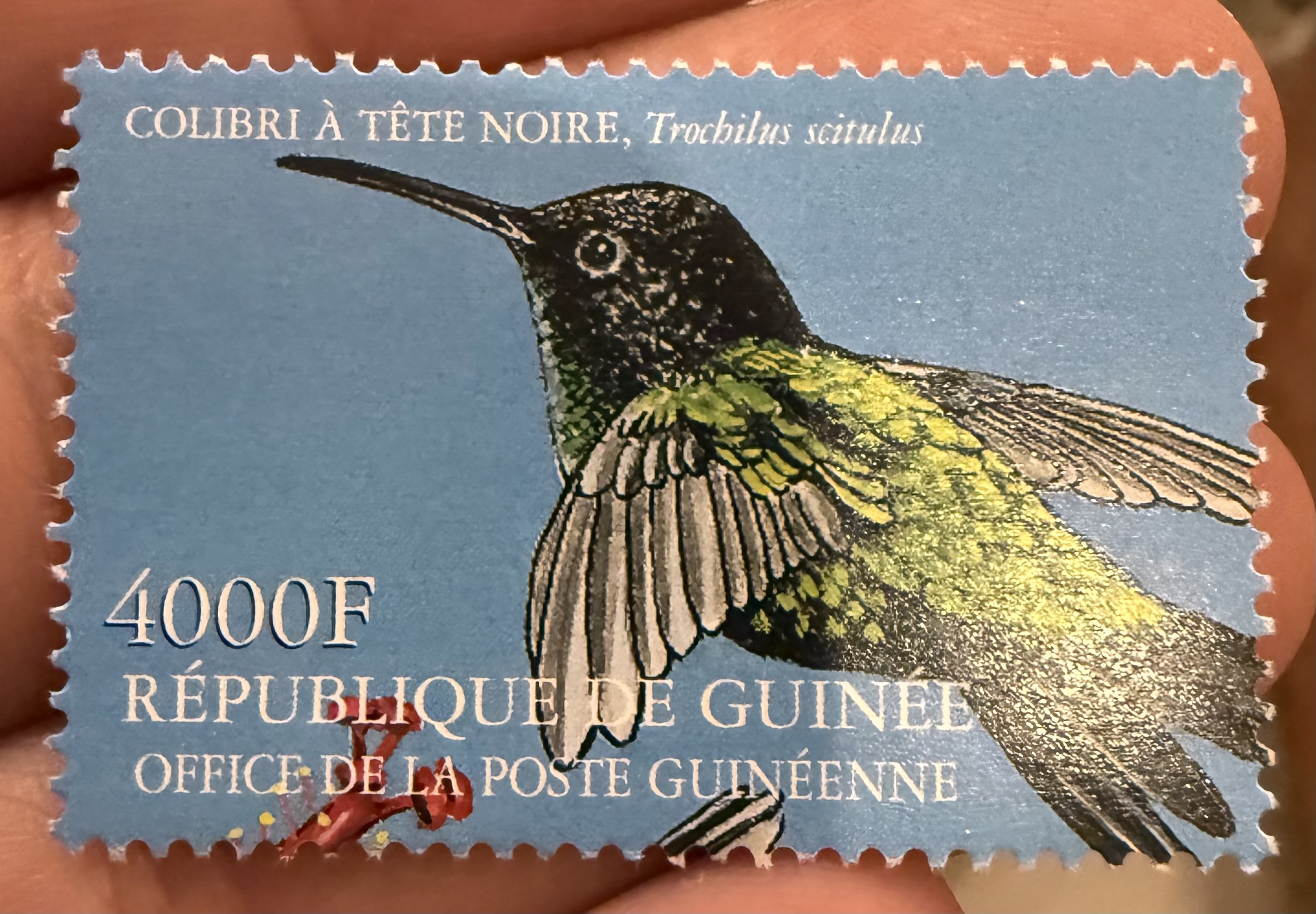 Black Billed Streamertail