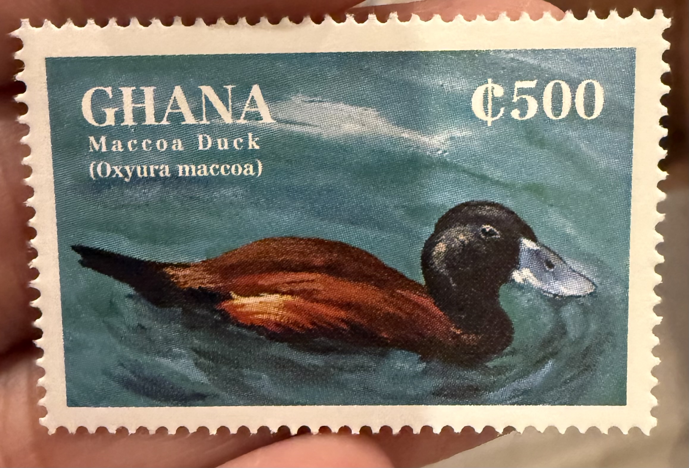 Maccoa Duck