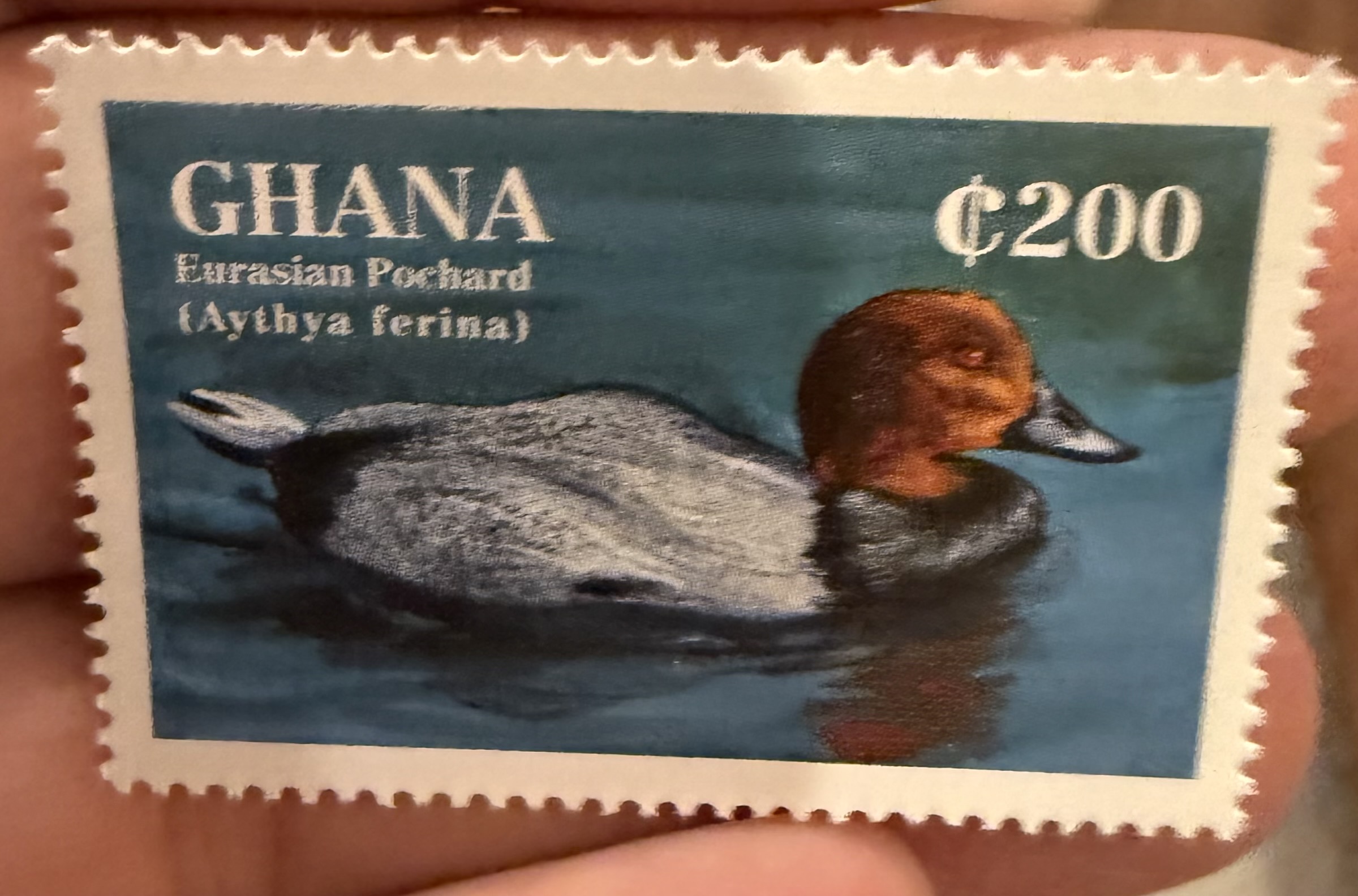 Eurasian Pochard