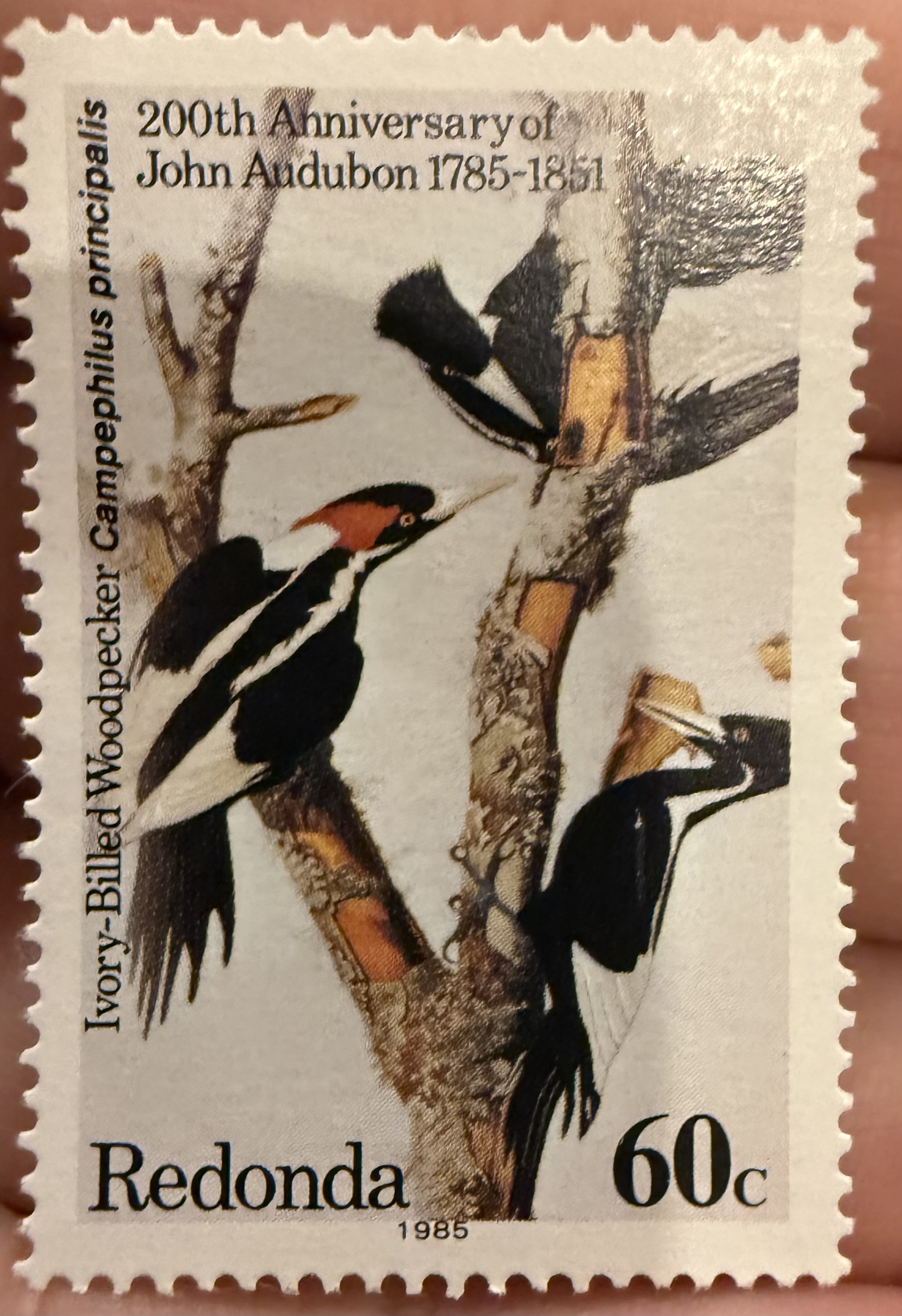 Ivory Billed Woodpecker