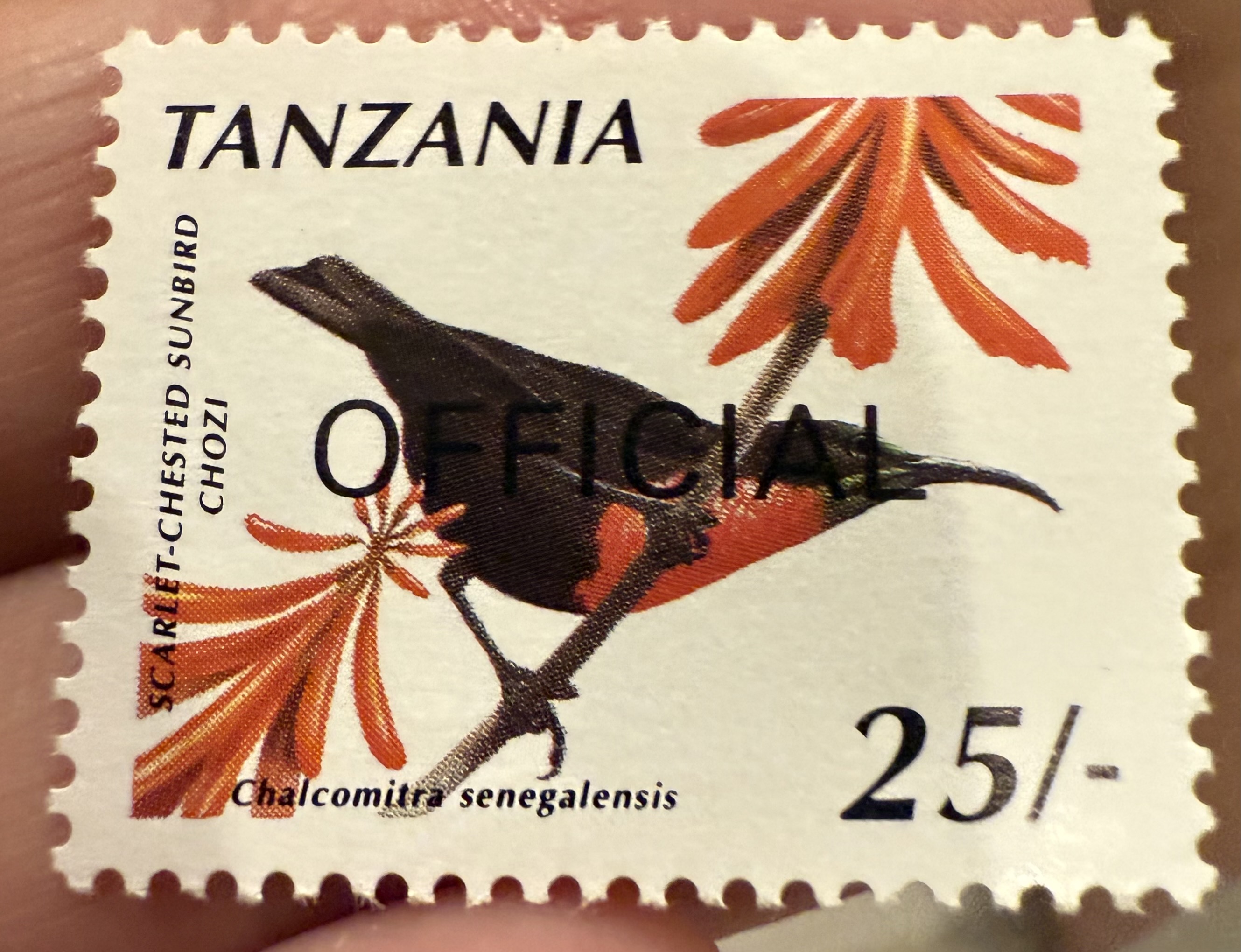 Scarlet Chested Sunbird-Tanzania