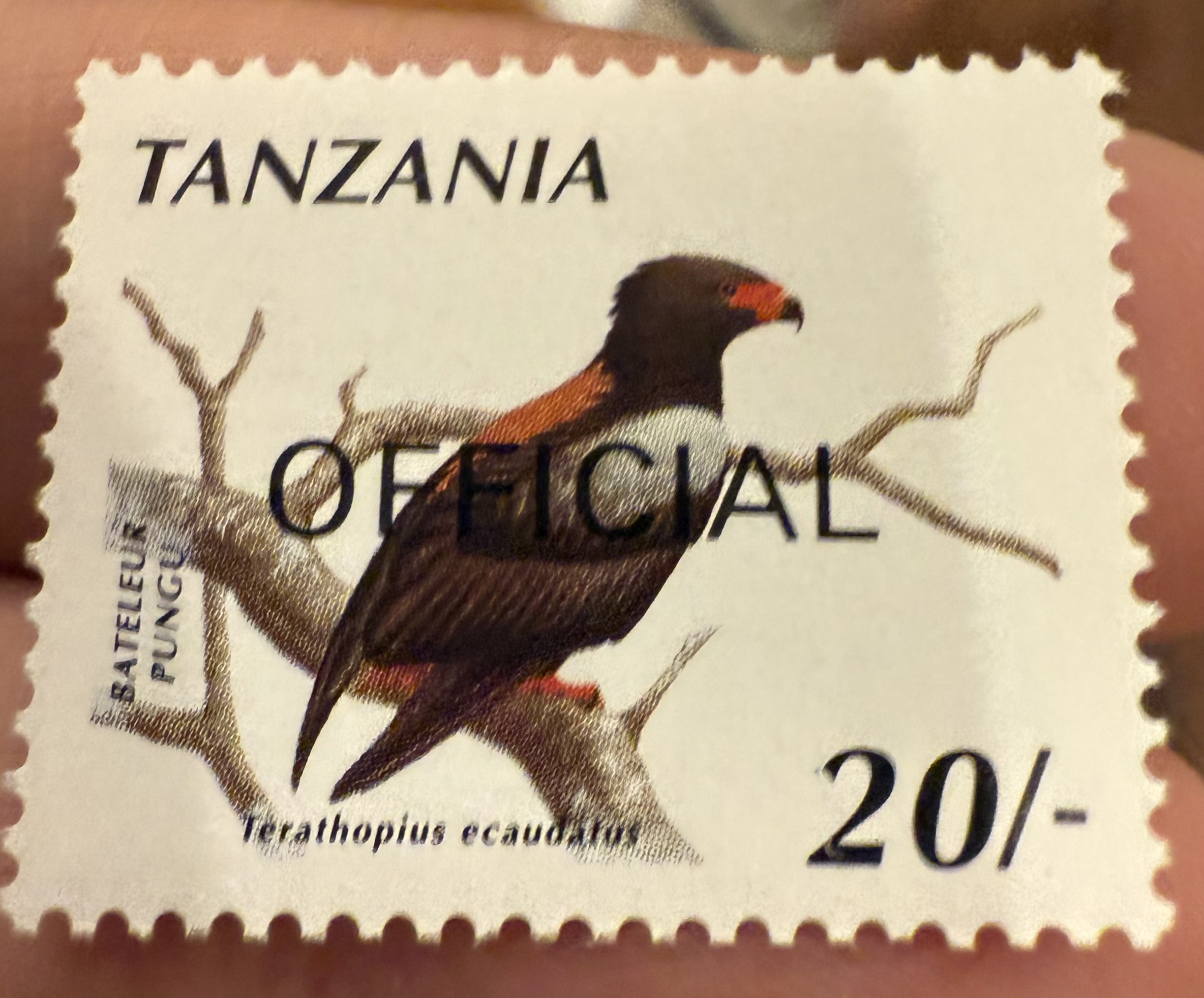 Bateleur Eagle- Tanzania