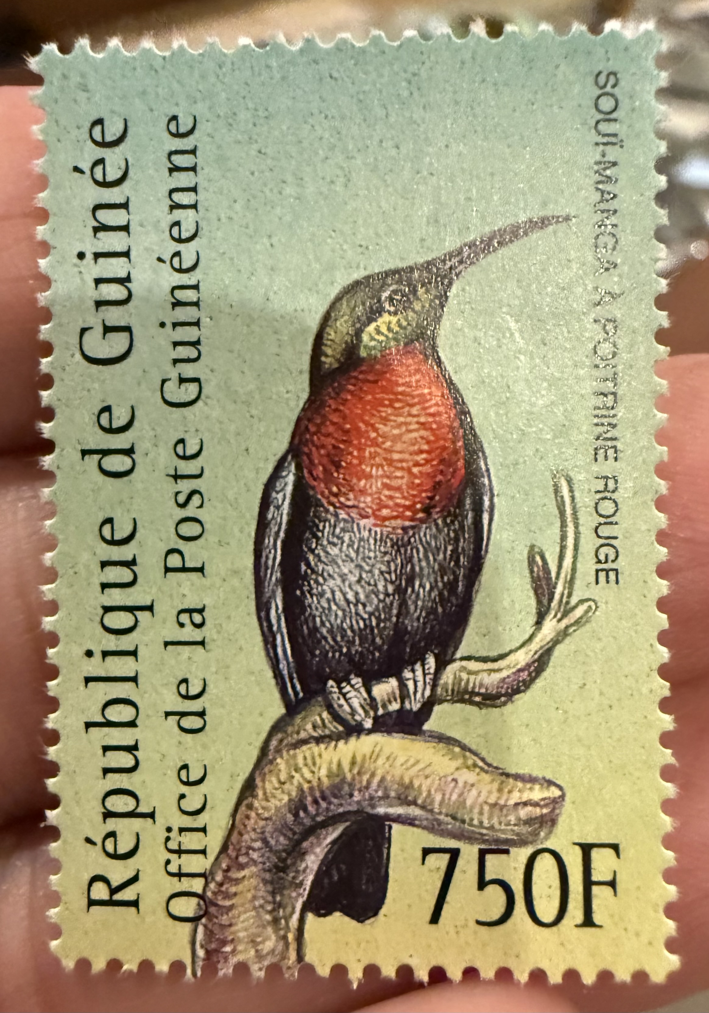 Scarlet Chested Sunbird-Guinea