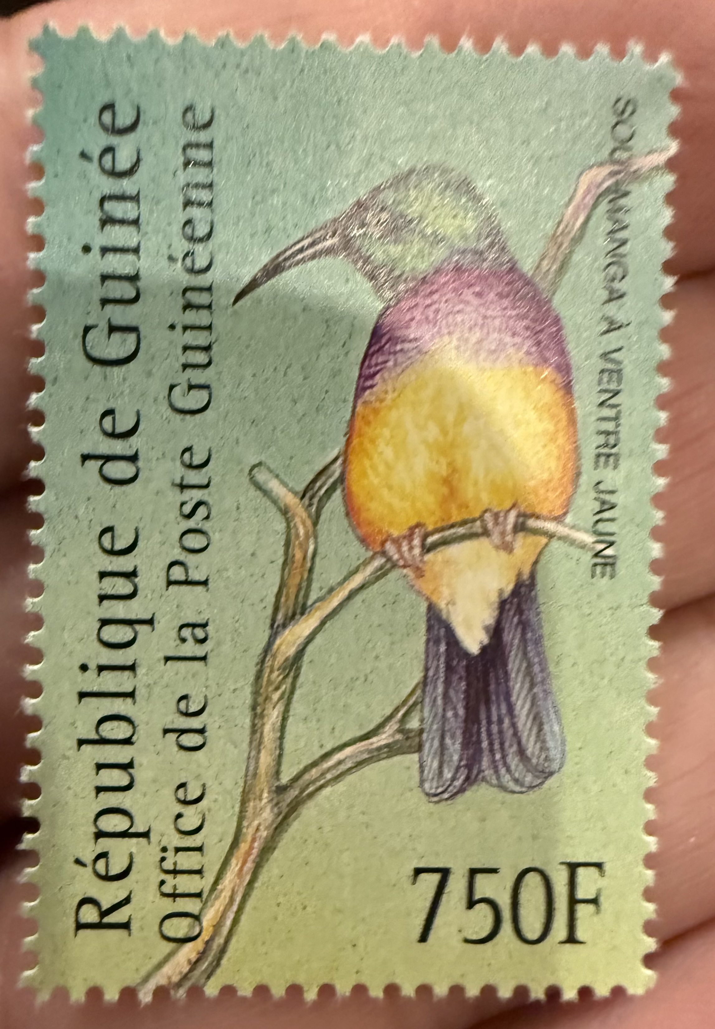 Yellow Bellied Sunbird-Guinea