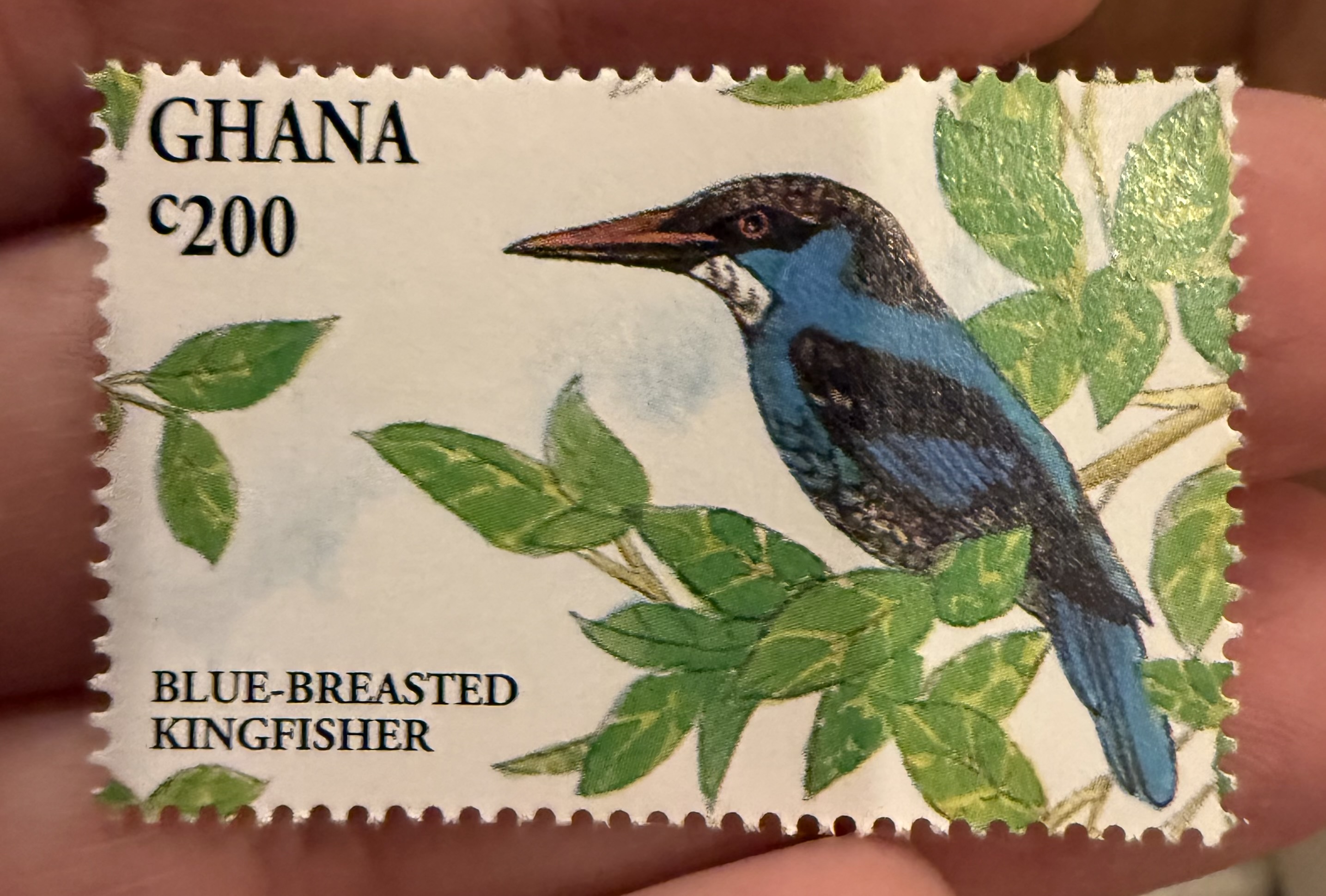 Blue Breasted Kingfisher