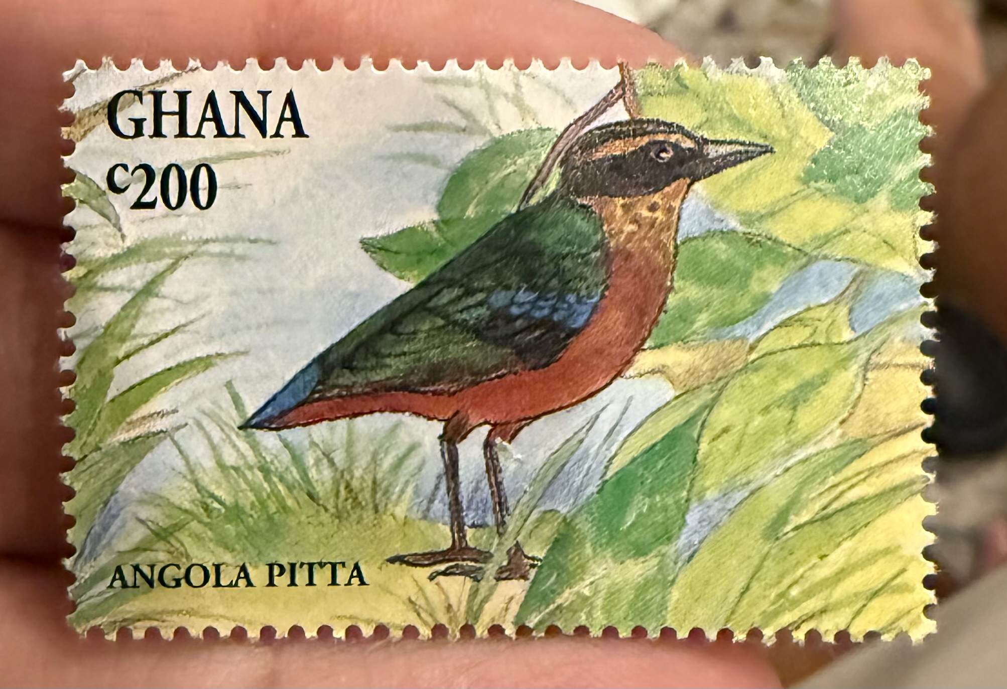 Angola Pitta