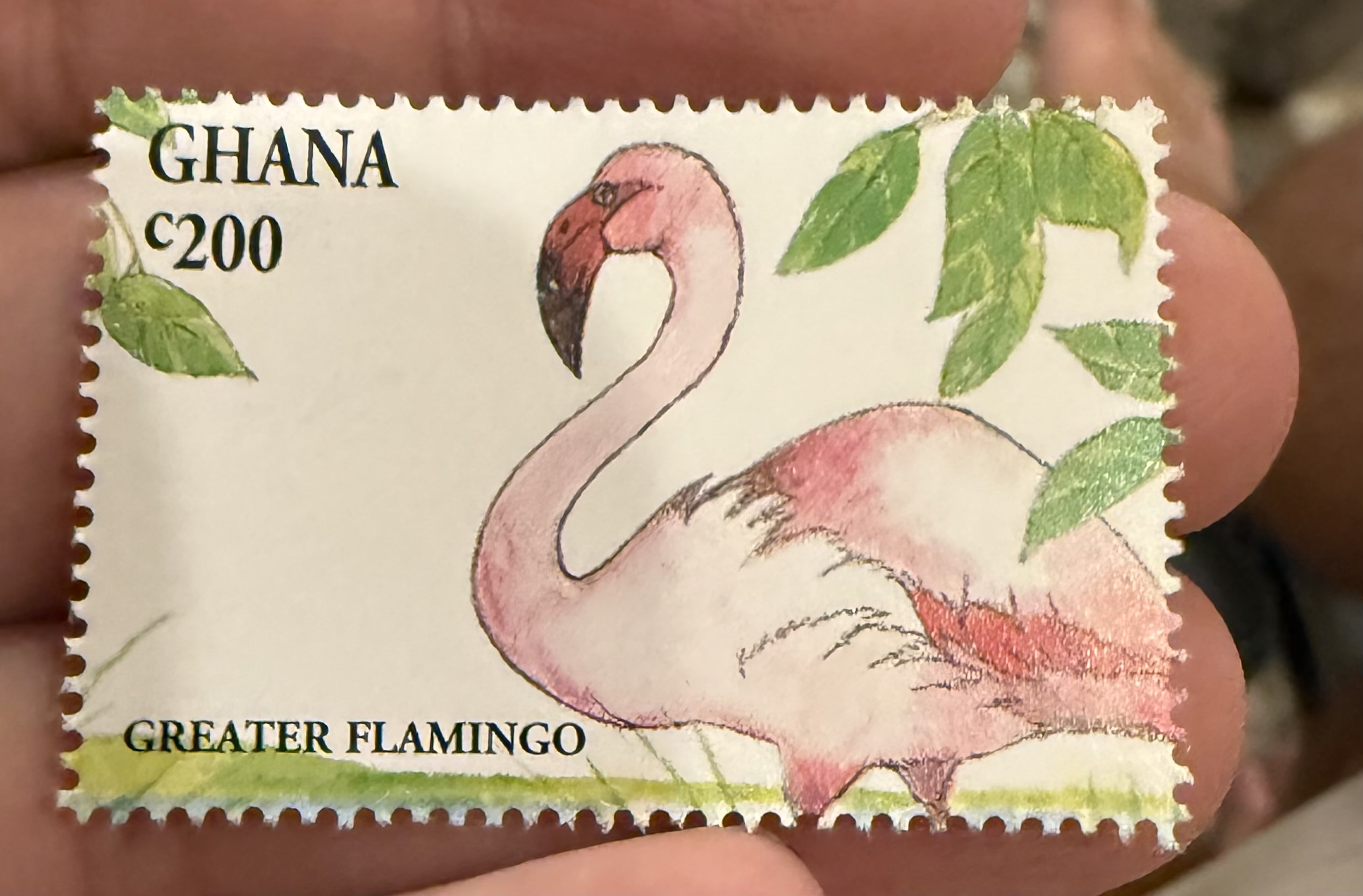 Greater Flamingo