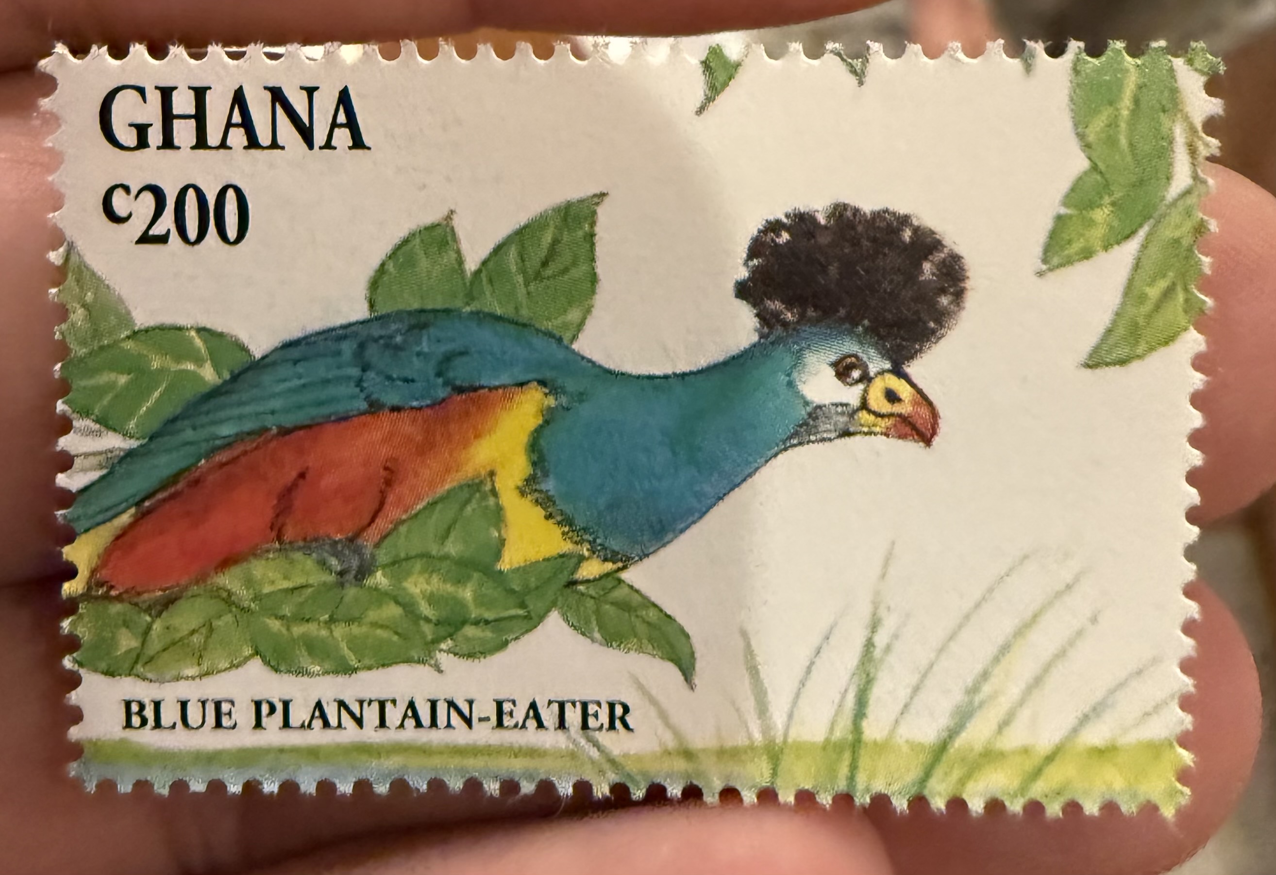Blue Plantain Eater