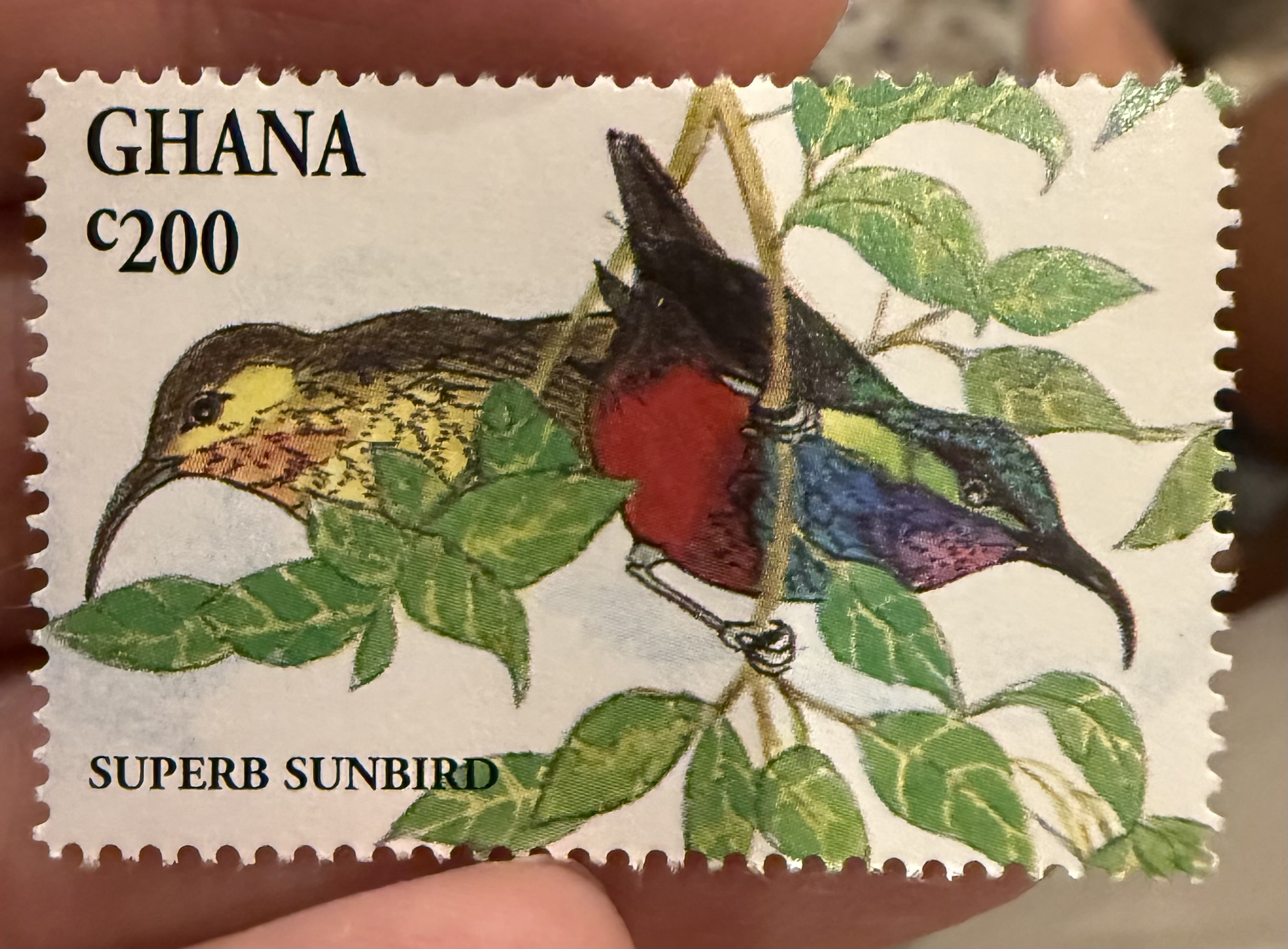 Superb Sunbird-Ghana