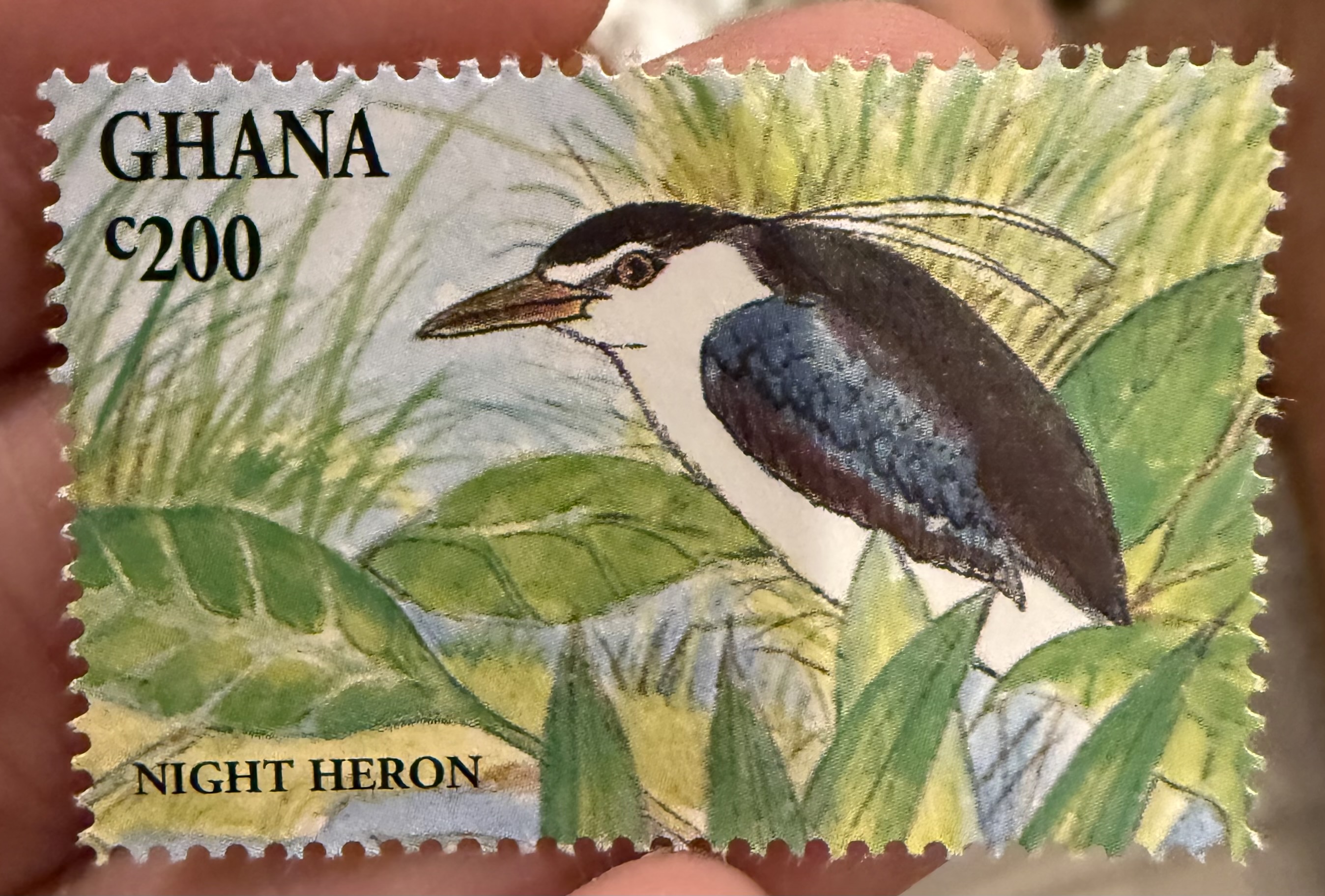 Night Heron-Ghana