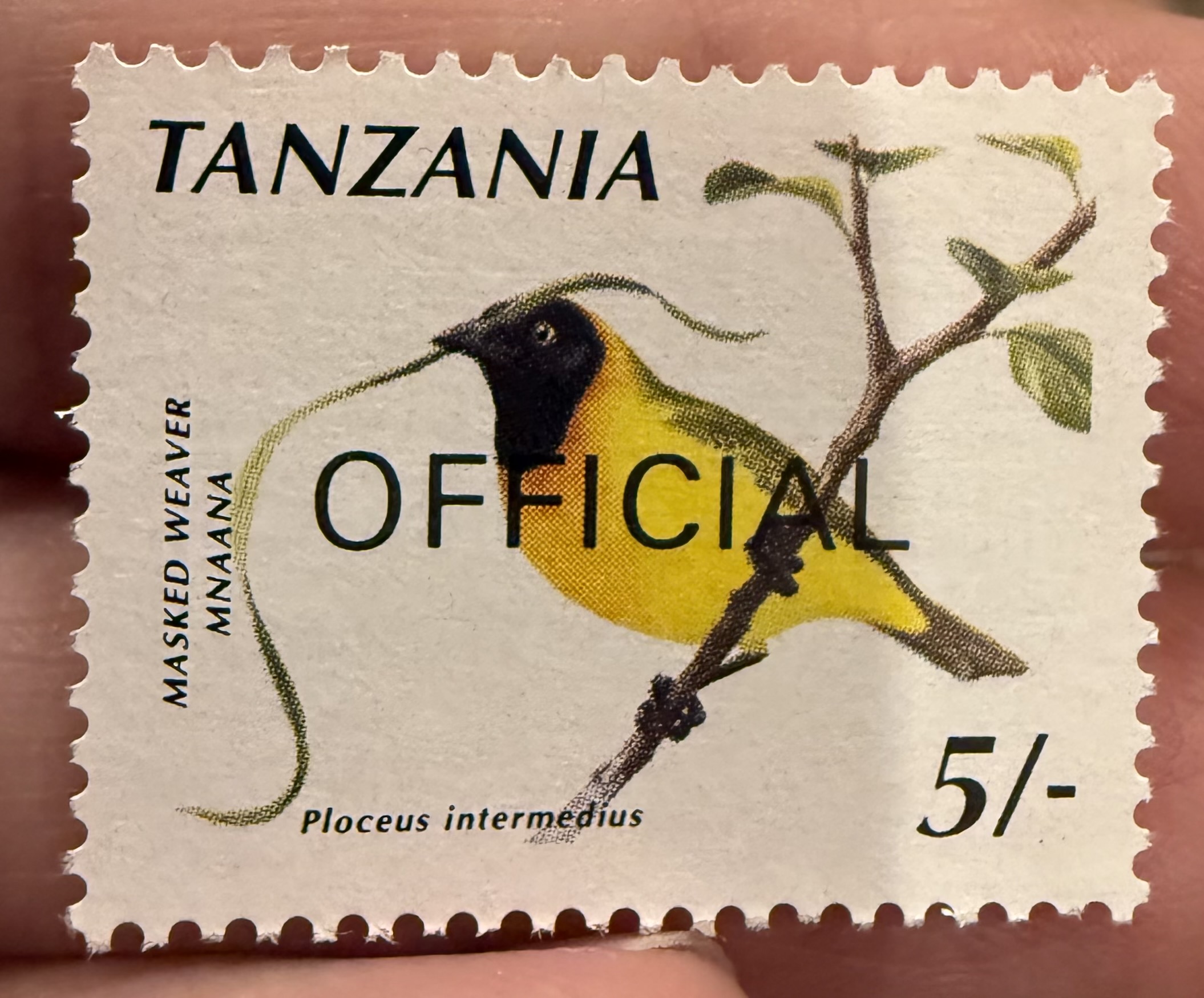 Lesser Masked Weaver