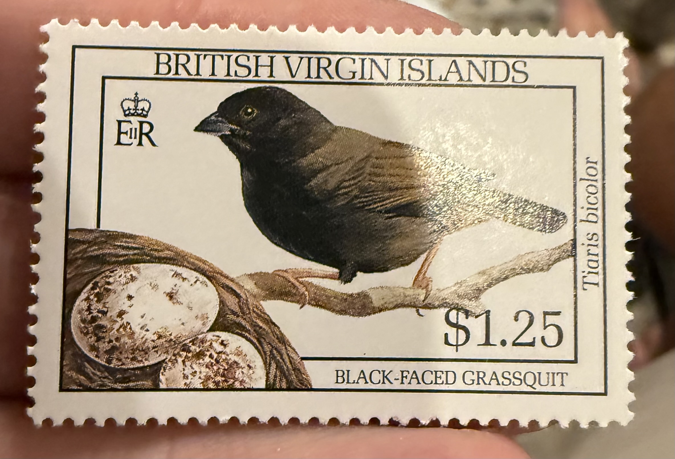 Black Faced Brassquit