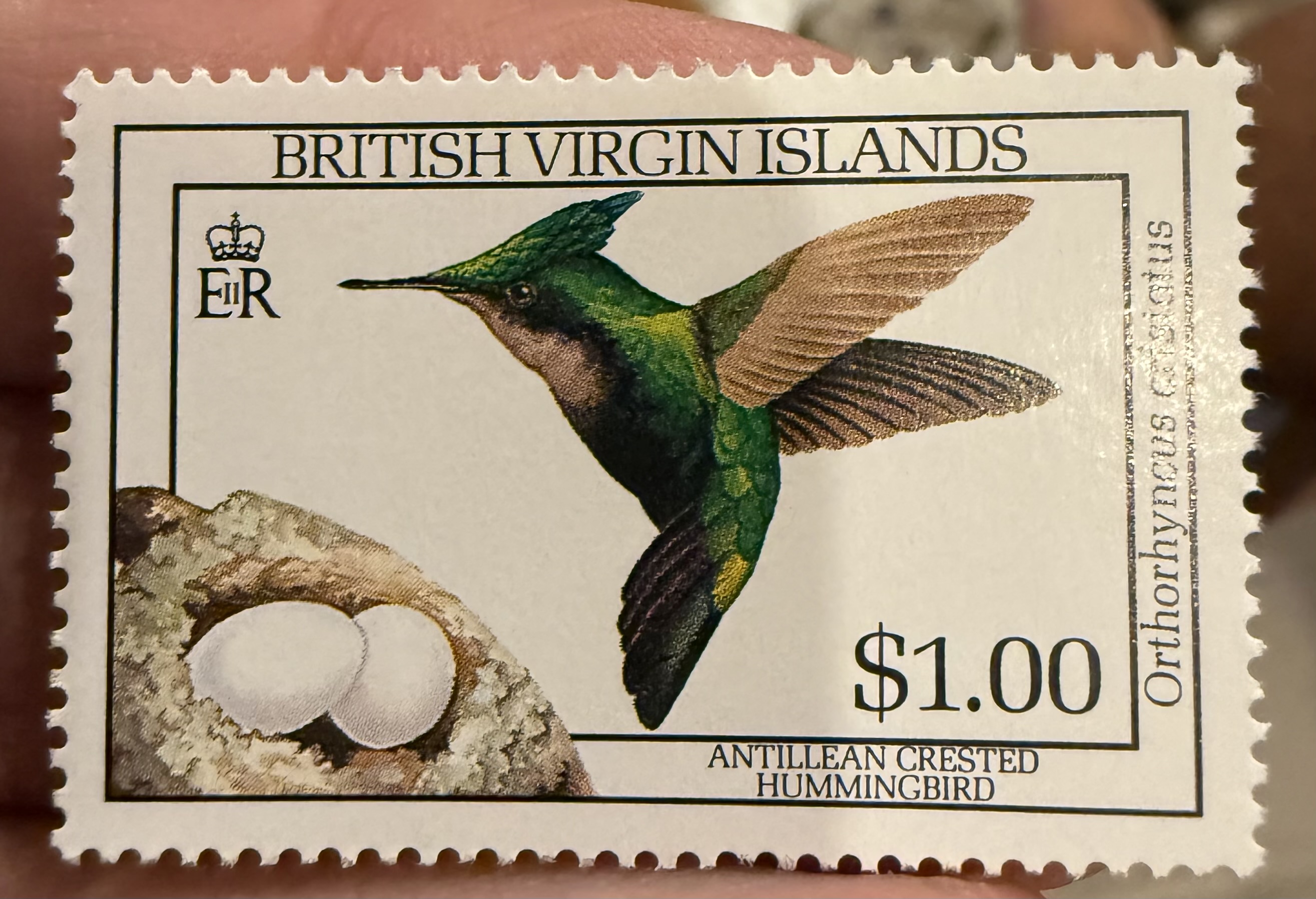Antillean Crested Hummingbird-BVI