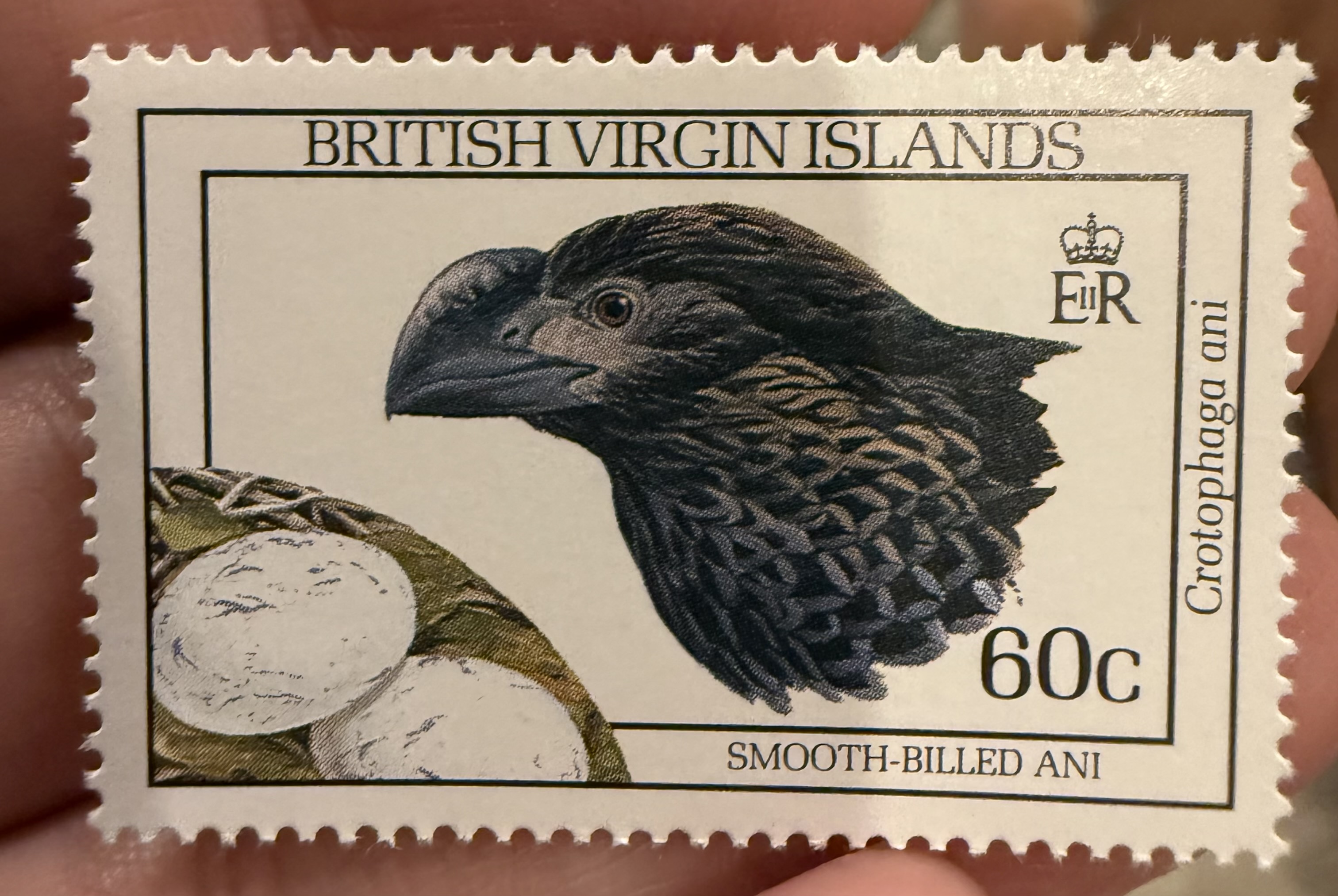 Smooth Billed Ani-BVI