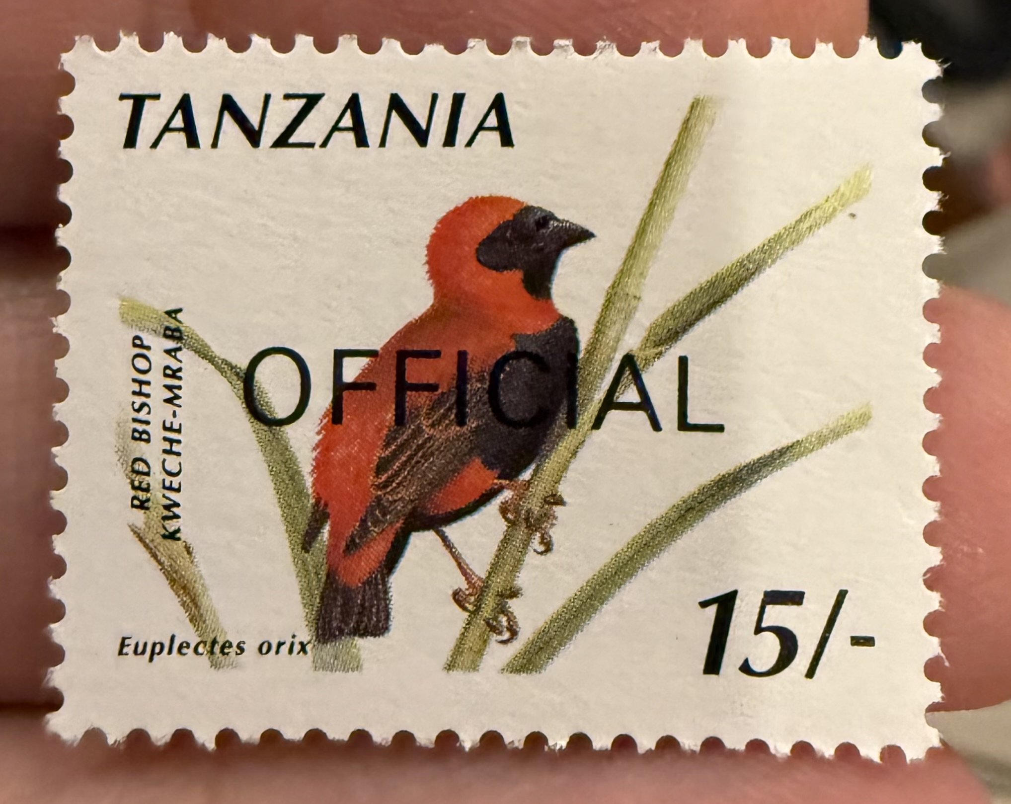 Red Bishop-Tanzania