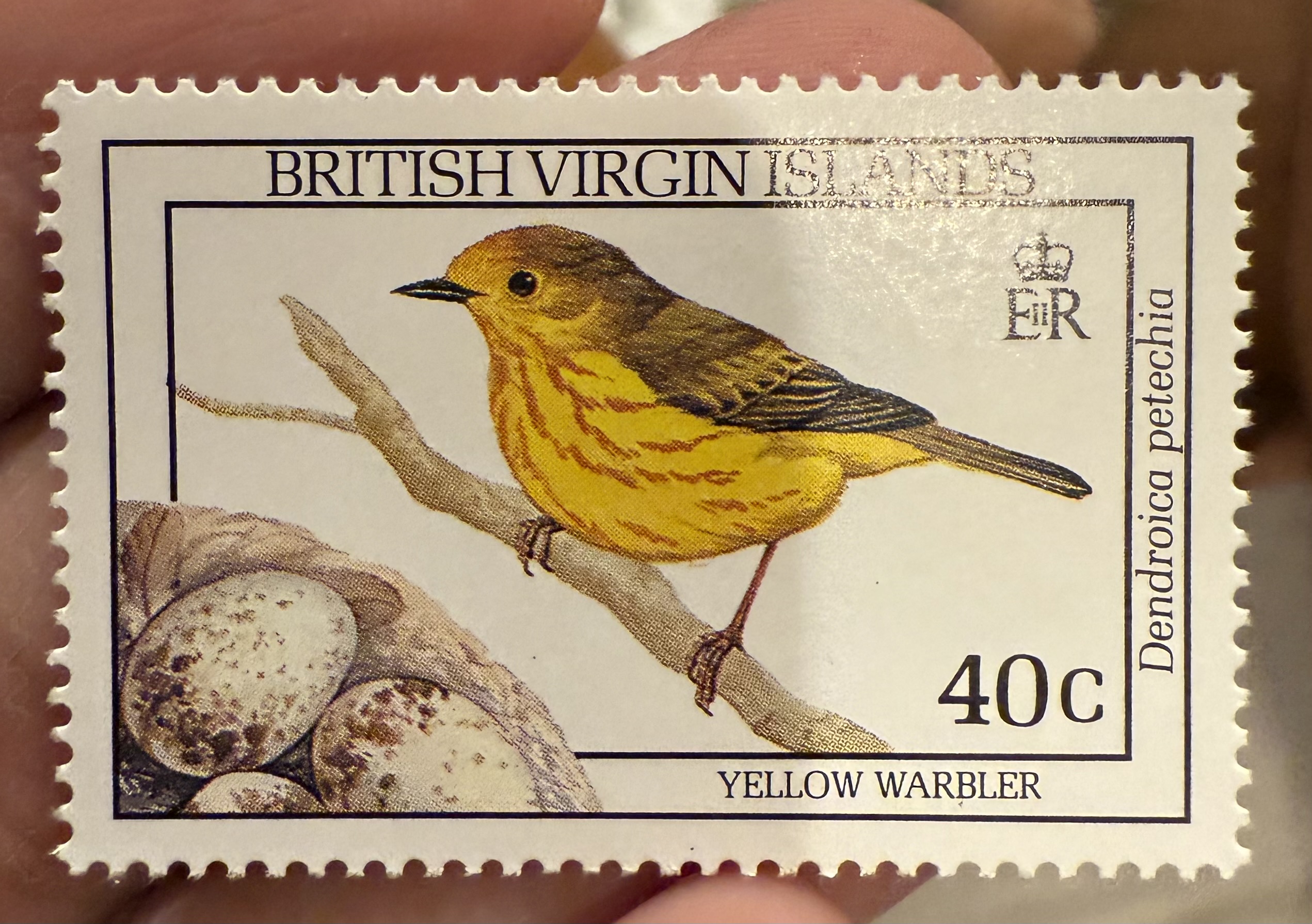 Yellow Warbler-BVI