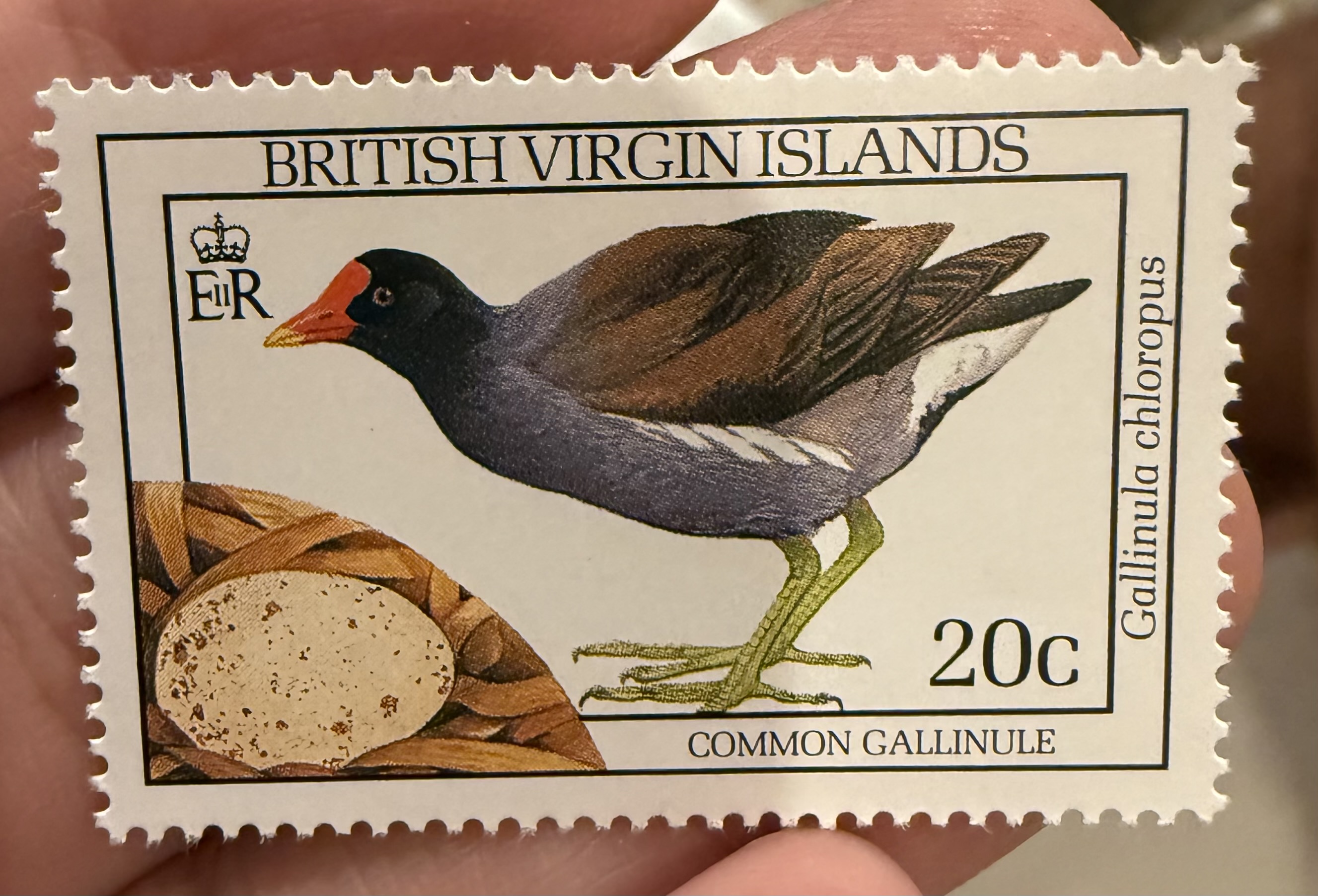 Common Gallinule-BVI