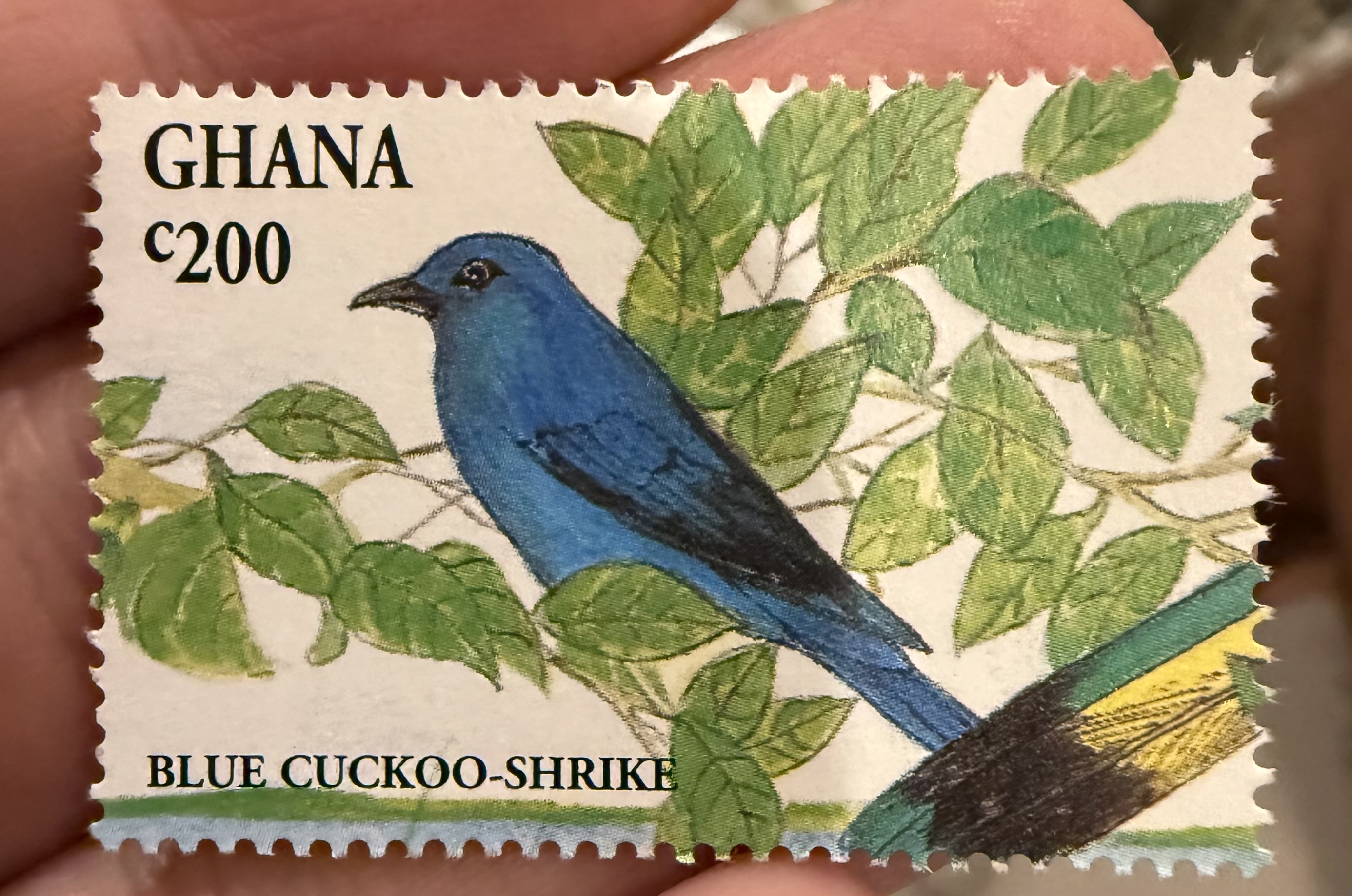 Blue Cuckoo Shrike