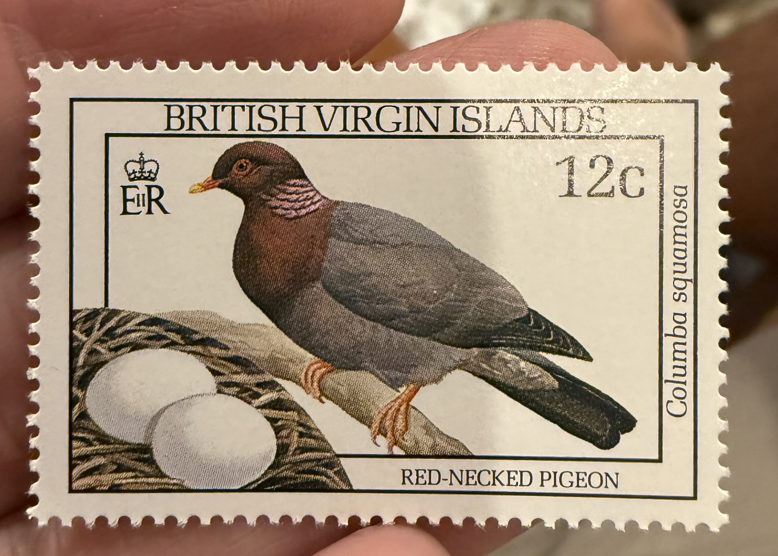 Red Necked Pigeon