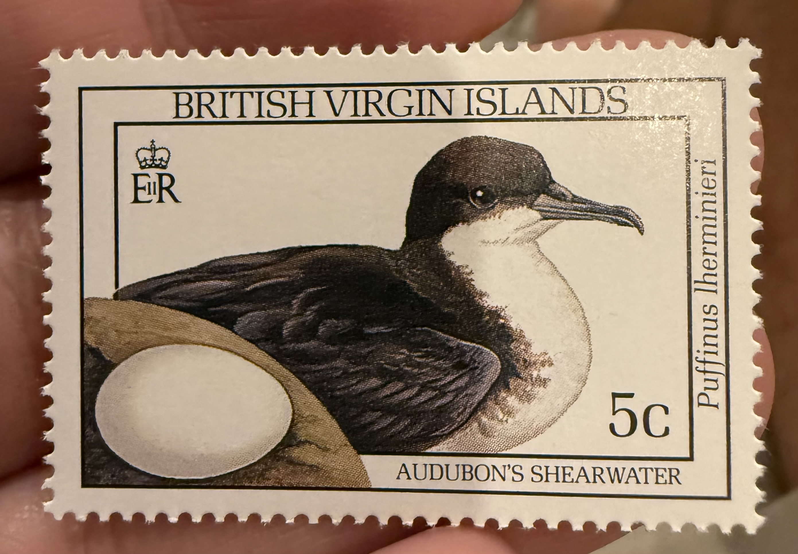 Audubon’s Shearwater