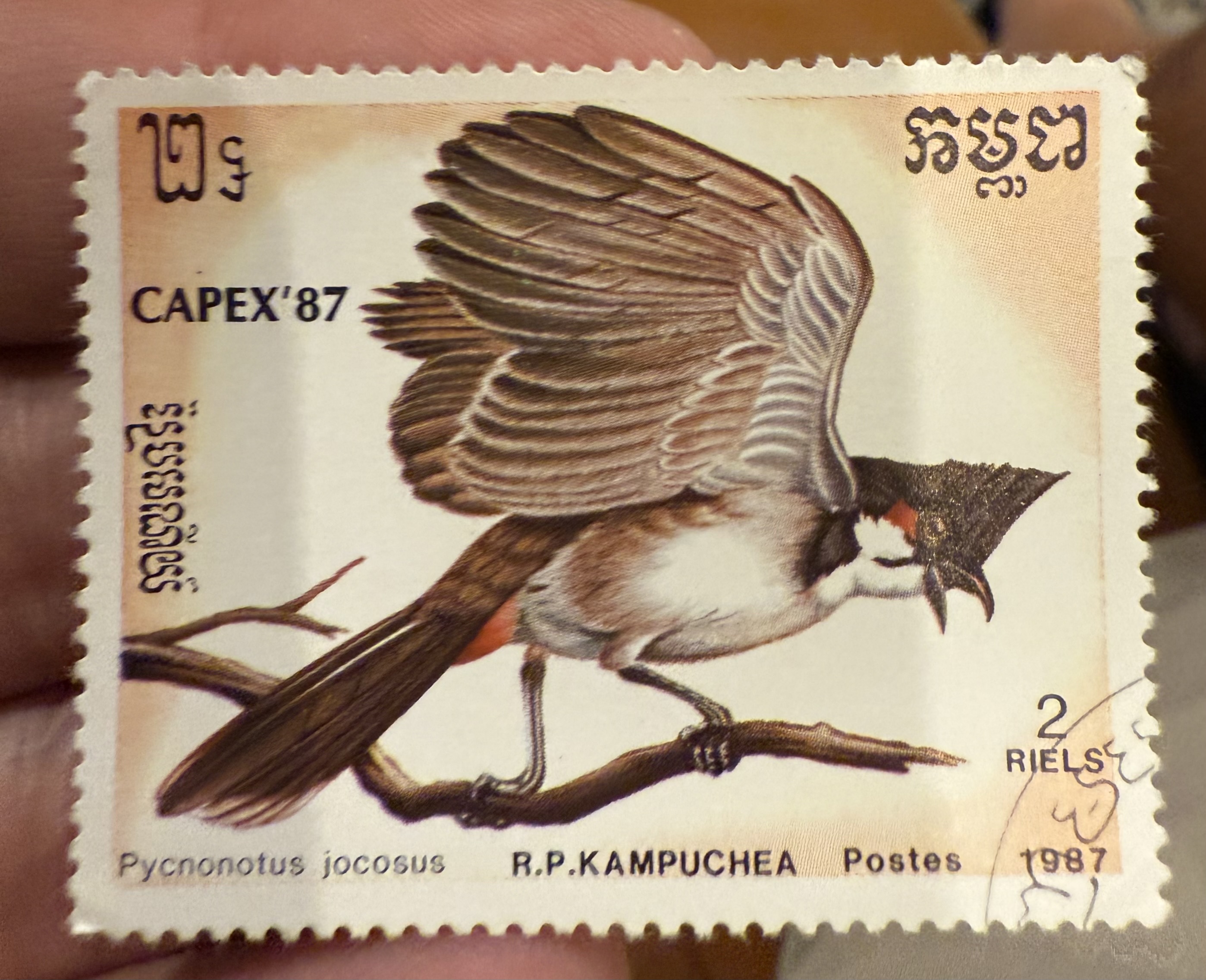 Red Whiskered Bulbul-Cambodia
