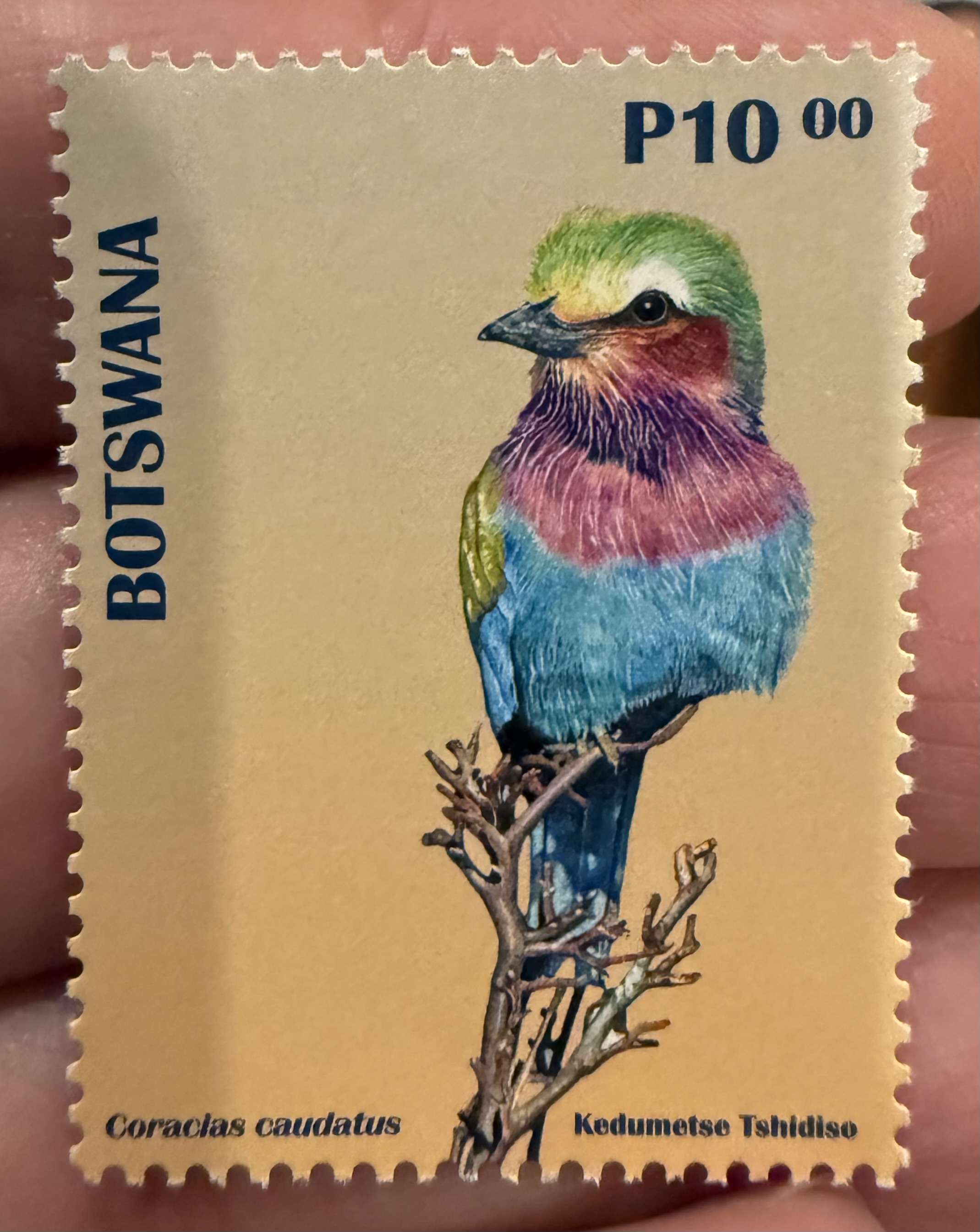 Lilac Breasted Roller- Botswana