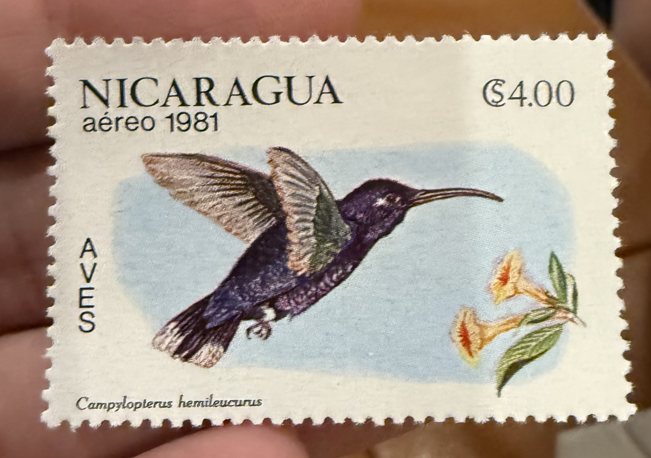 Violet Sabrewing Hummingbird