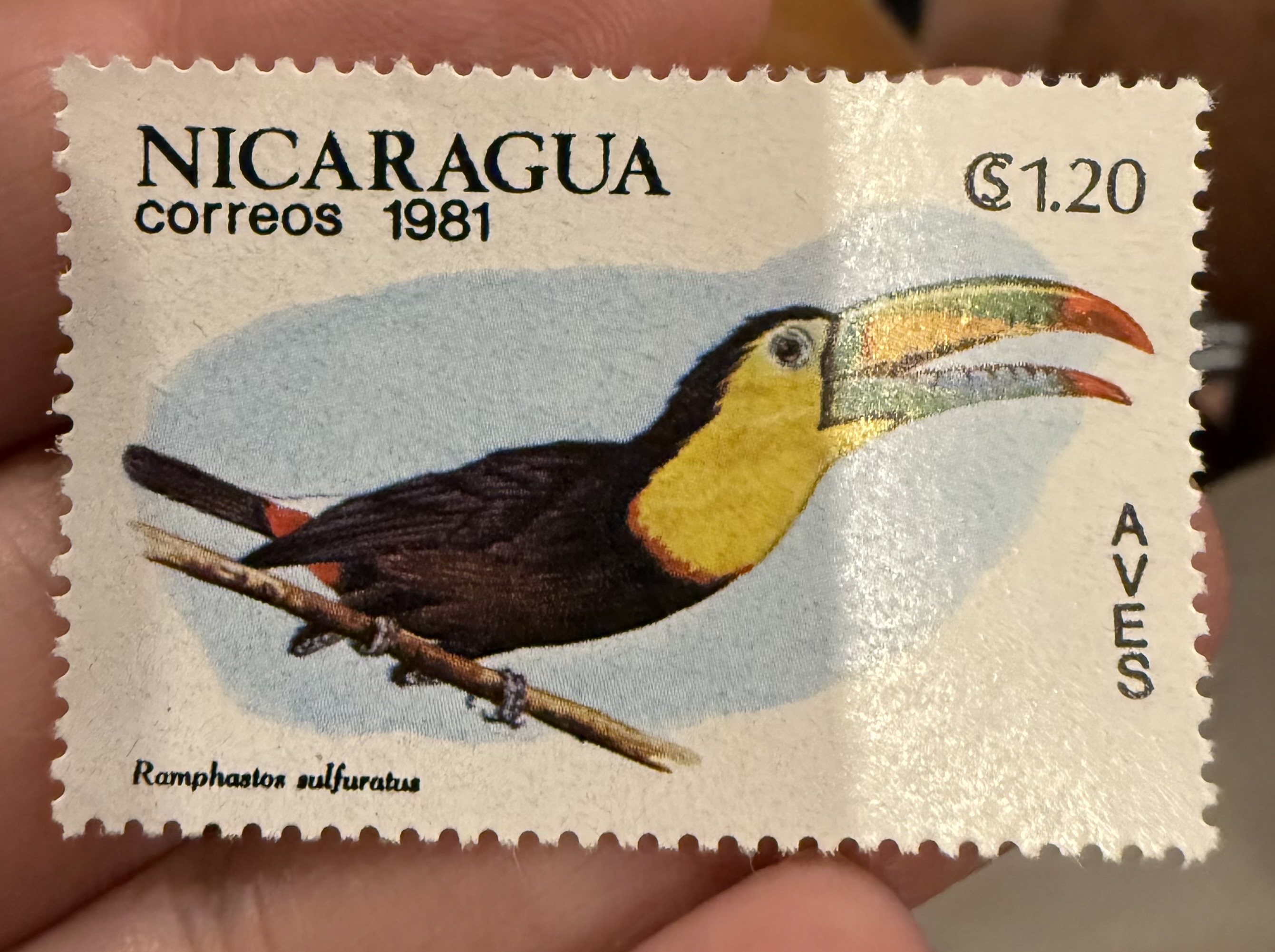 Keel Billed Toucan- Nicaragua