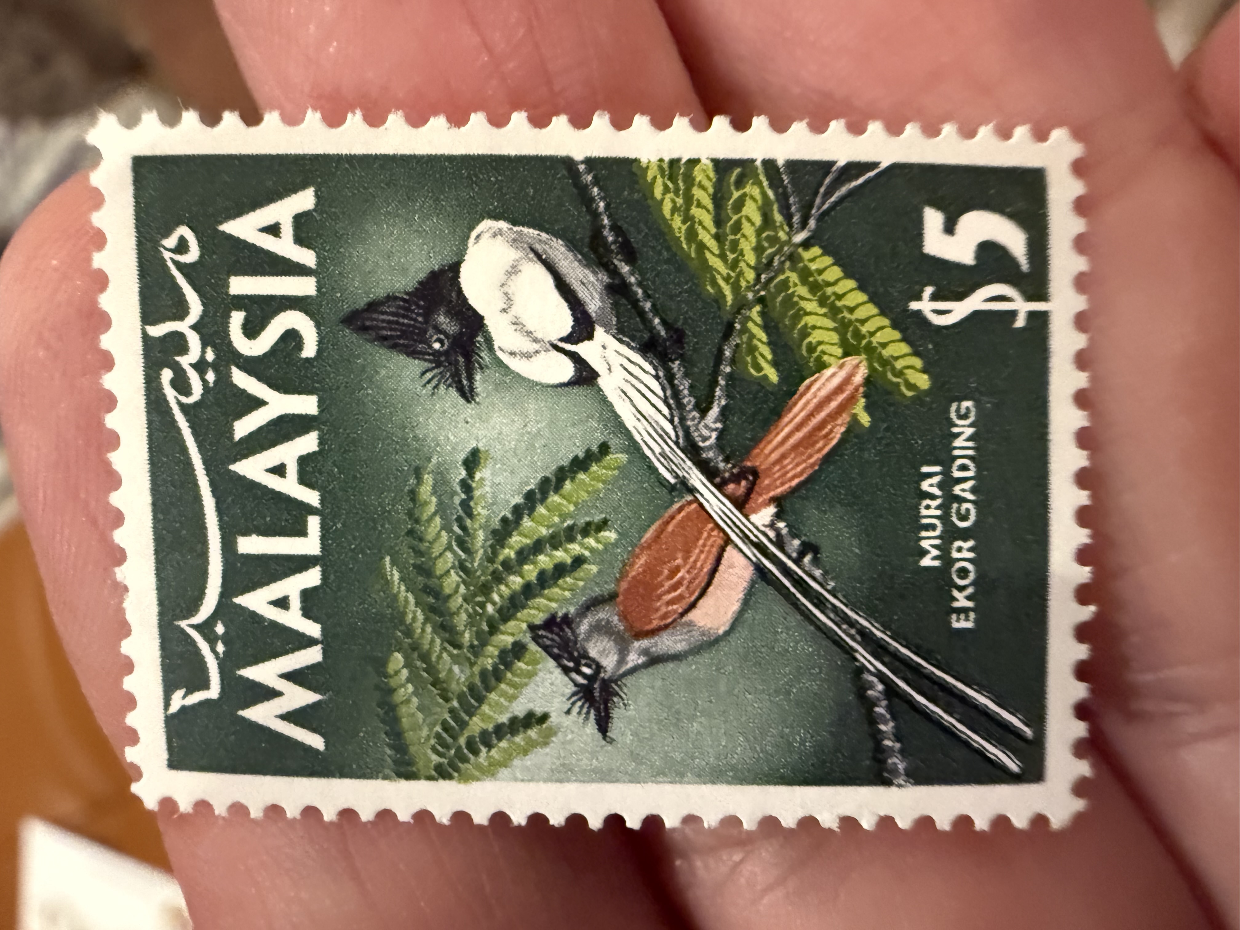 Asian Paradise Flycatcher, Malaysia, 1965