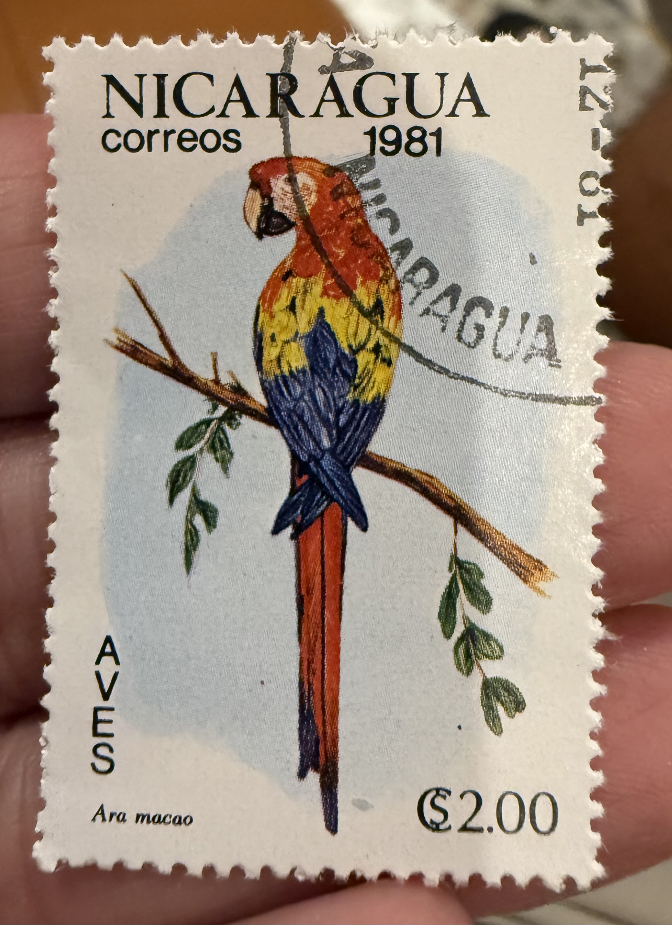 Scarlet Macaw- Nicaragua