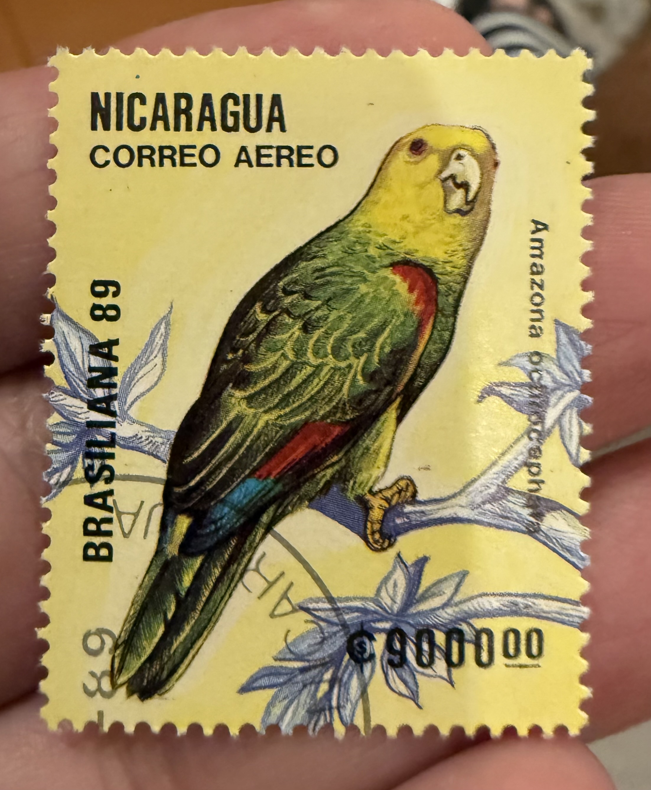 Yellow Headed Amazon