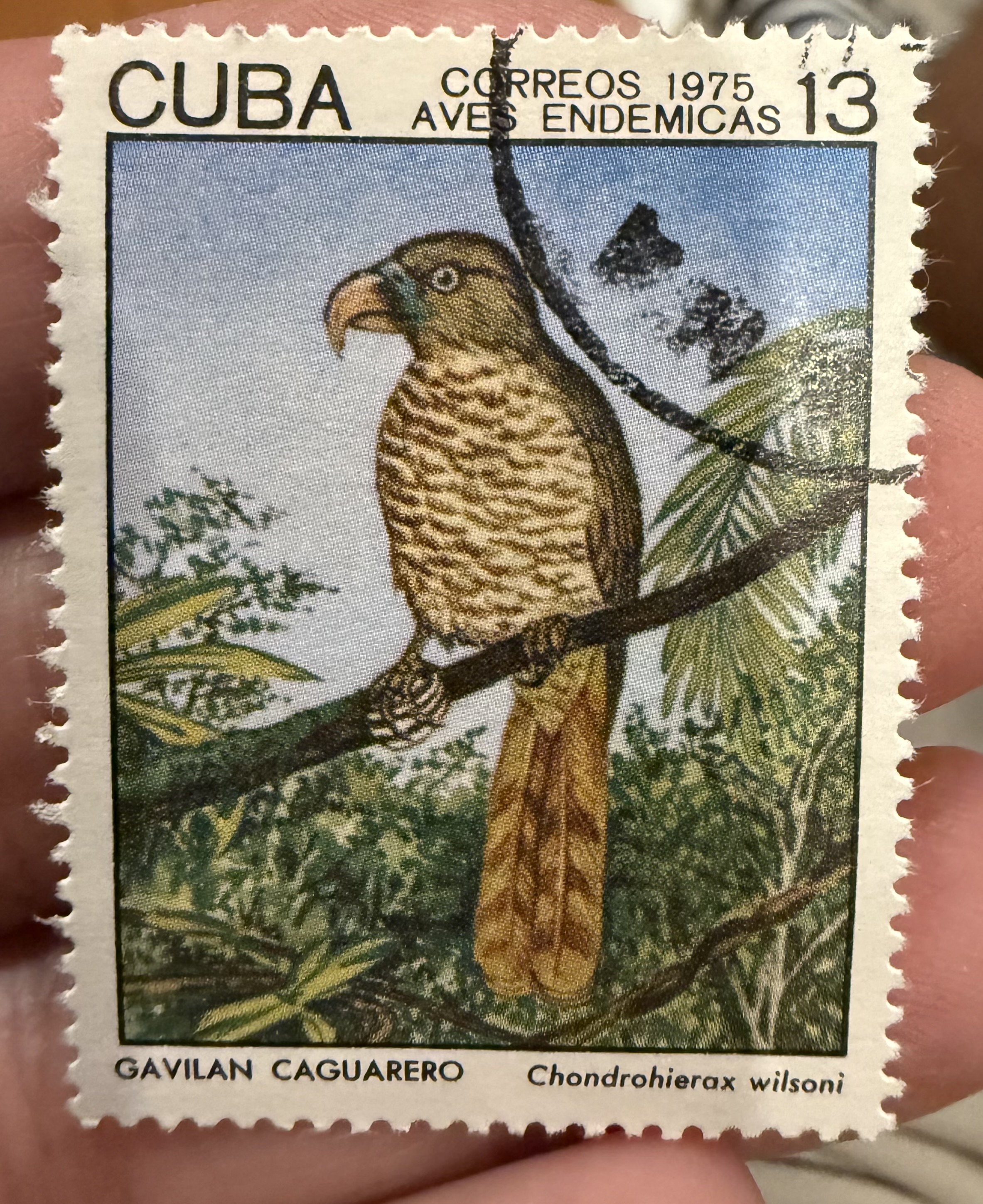 Cuban Kite