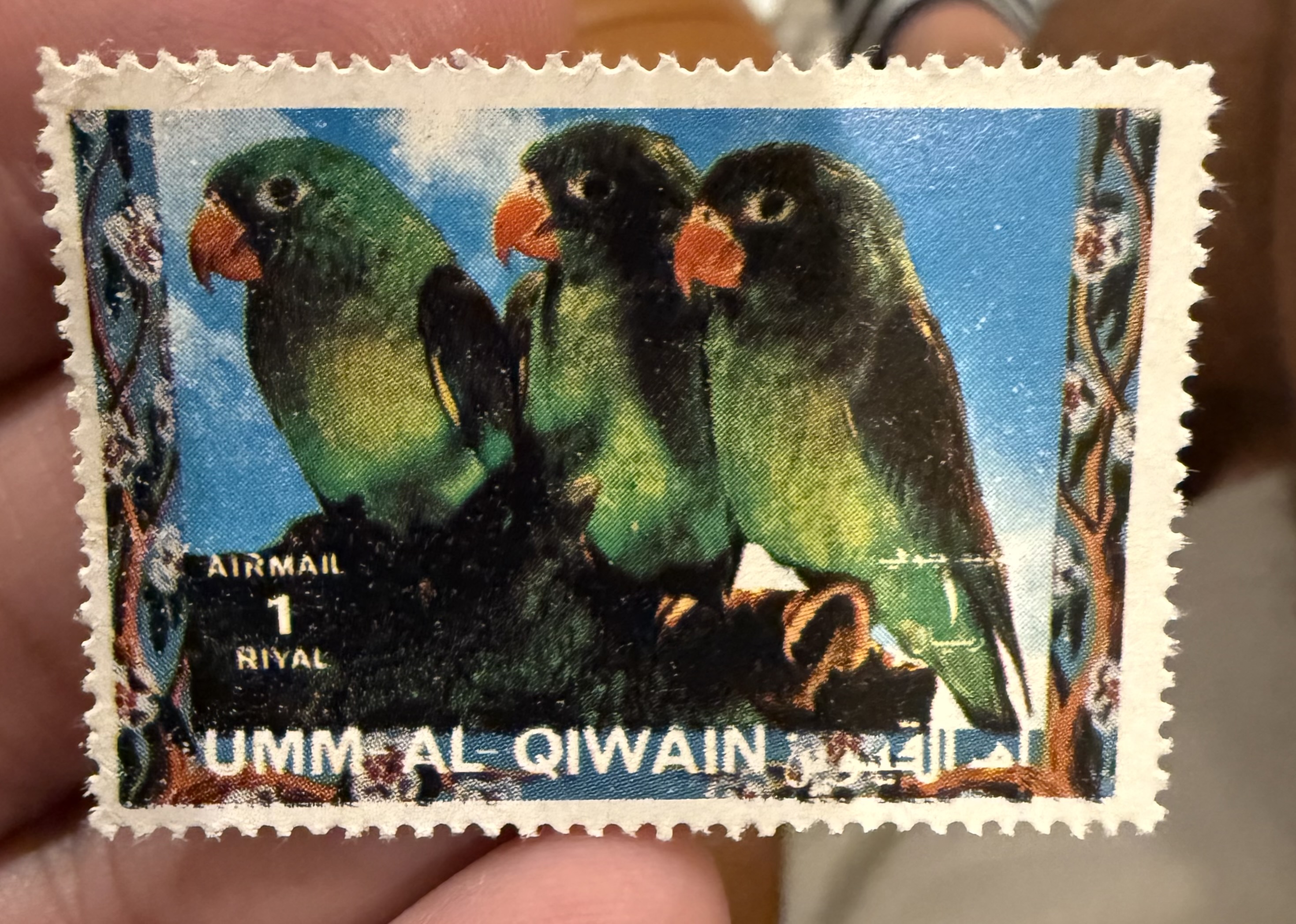 Black Cheeked Lovebird-Um