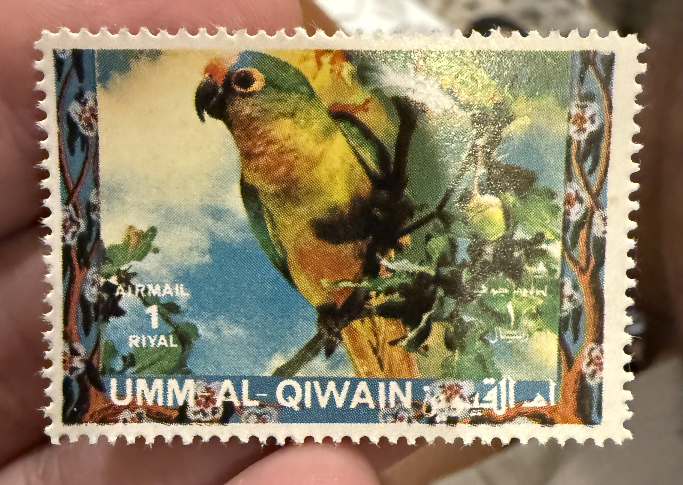 Green Yellow Parrot-Um