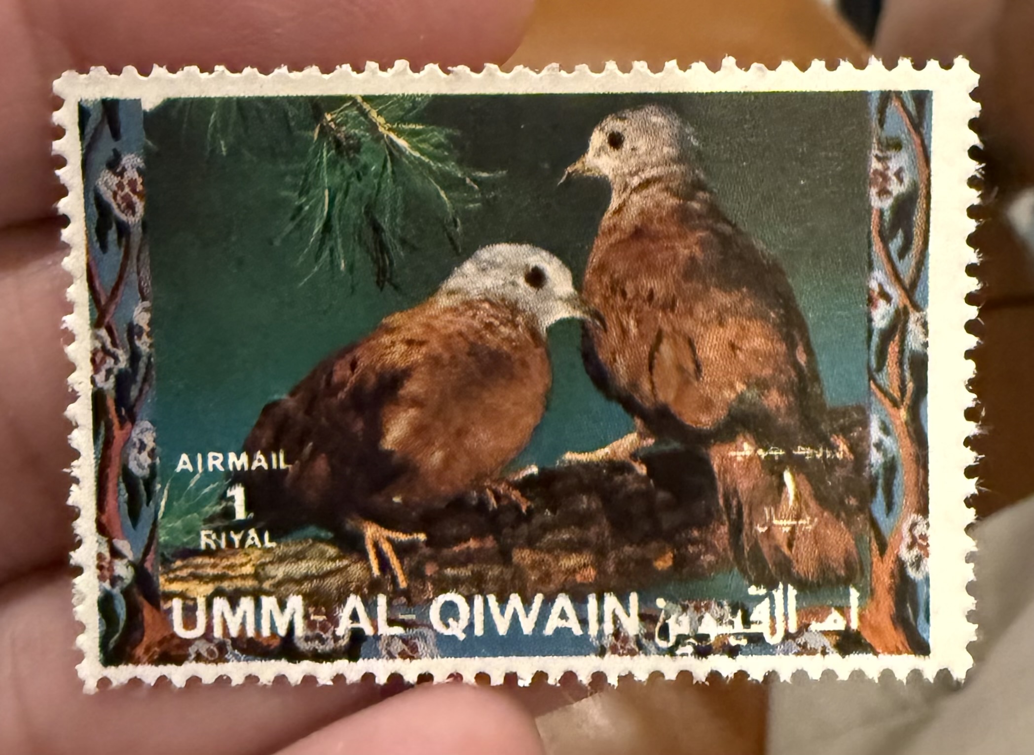 Ruddy Ground Dove-Um