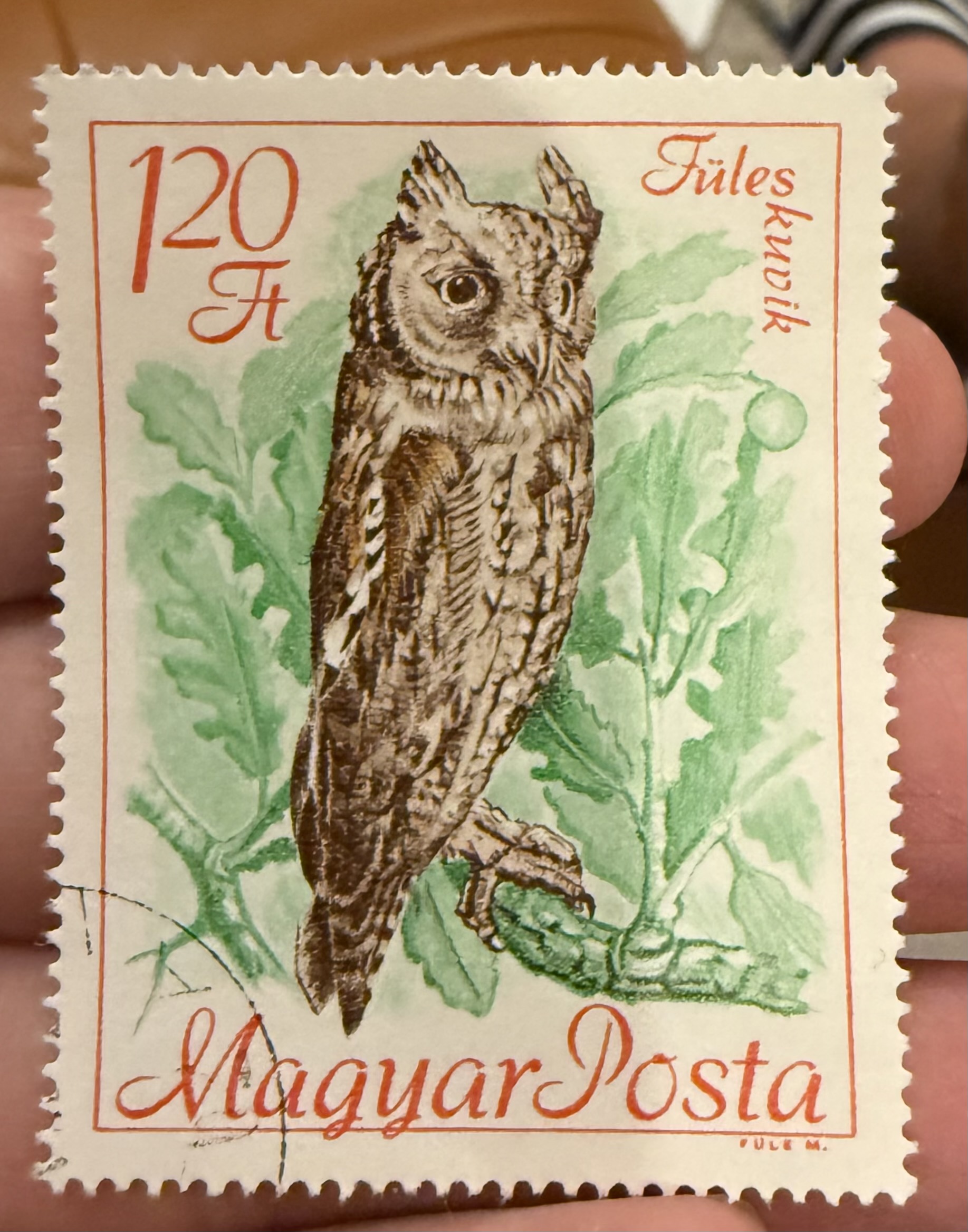 Eurasian Scops Owl- Hungary
