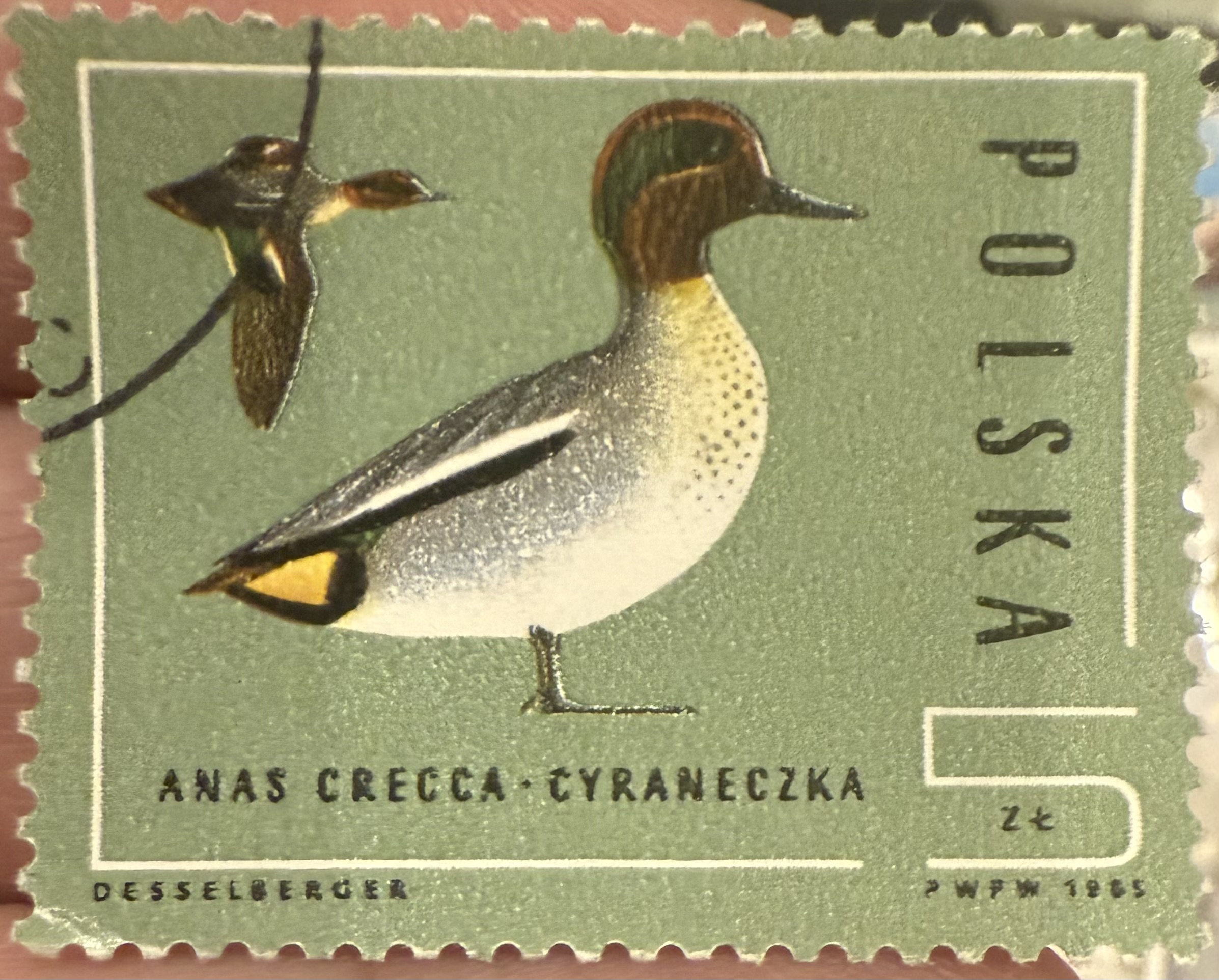 Eurasian Teal