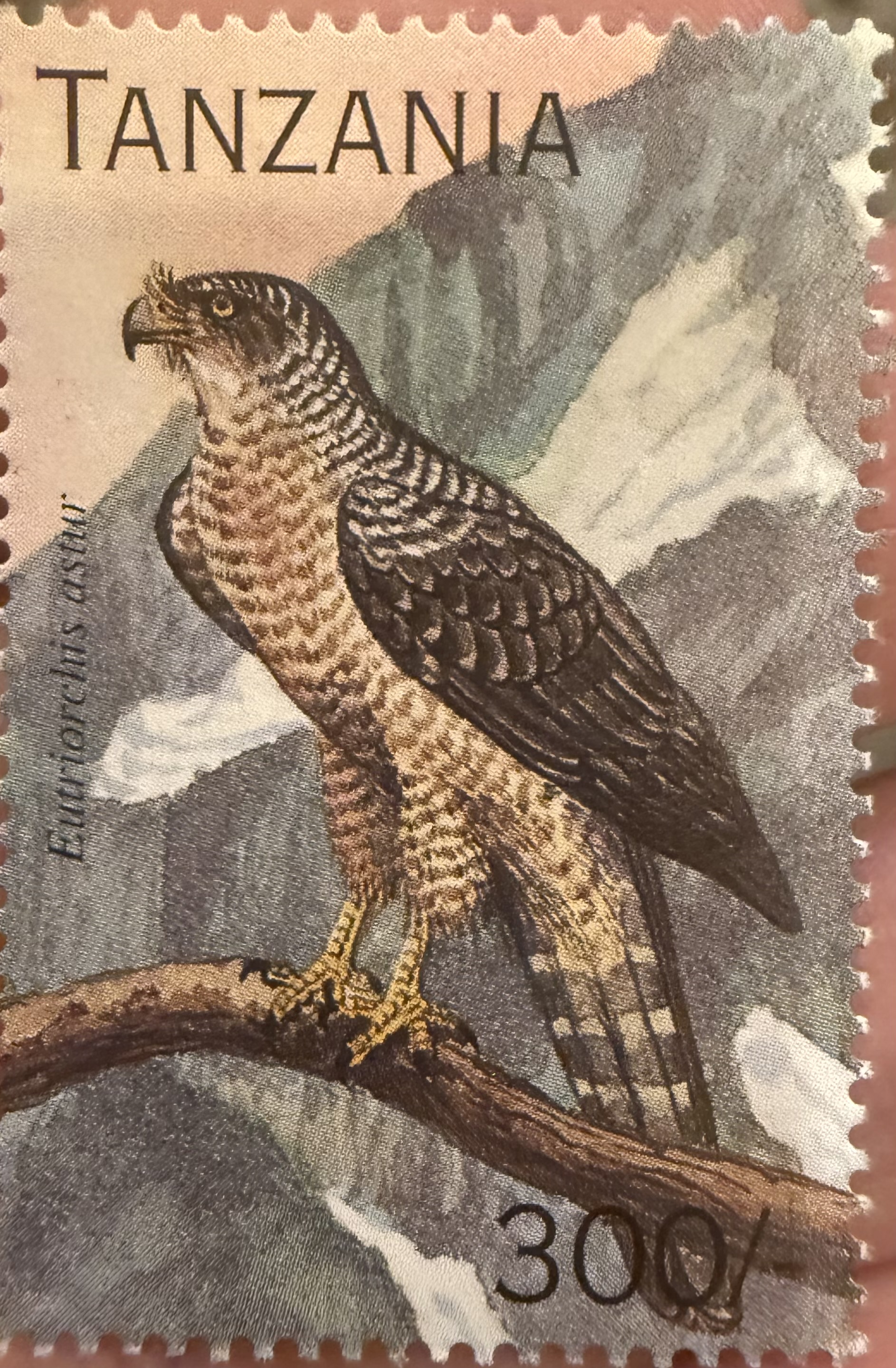 Madagascar Serpent Eagle