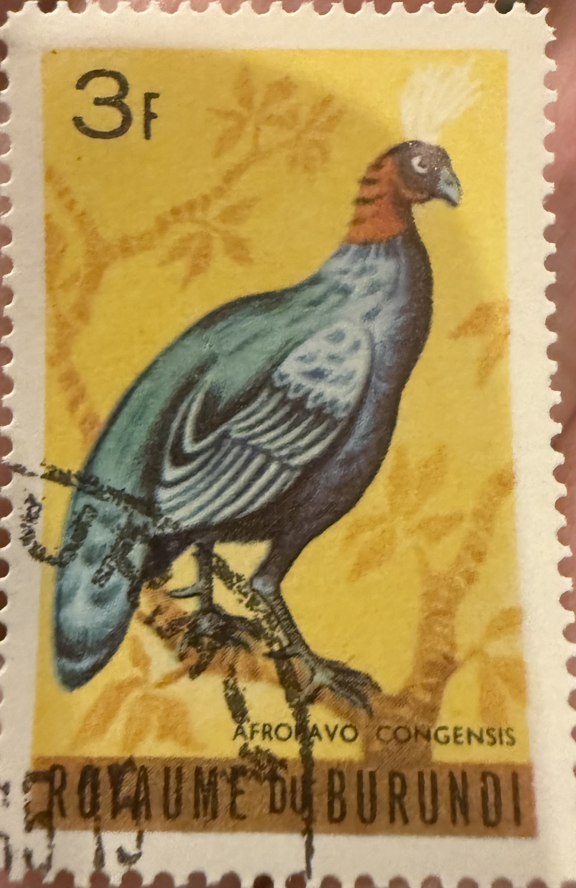Congo Peacock