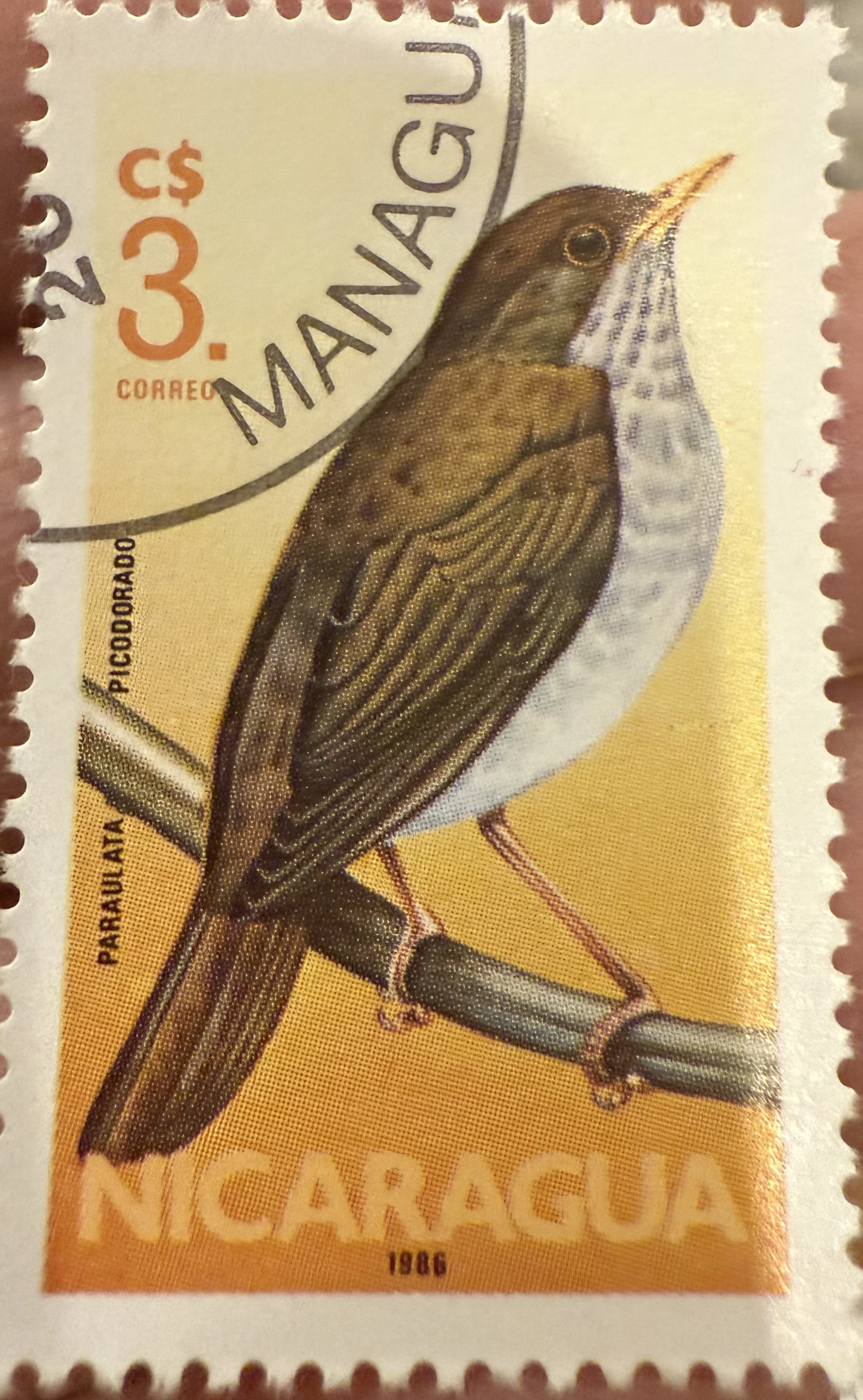 Ruddy Capped Nightingale Thrush