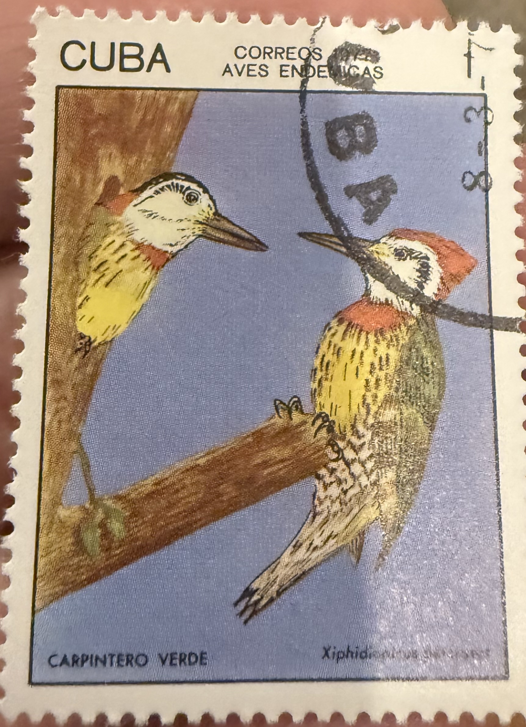 Cuban Green Woodpecker