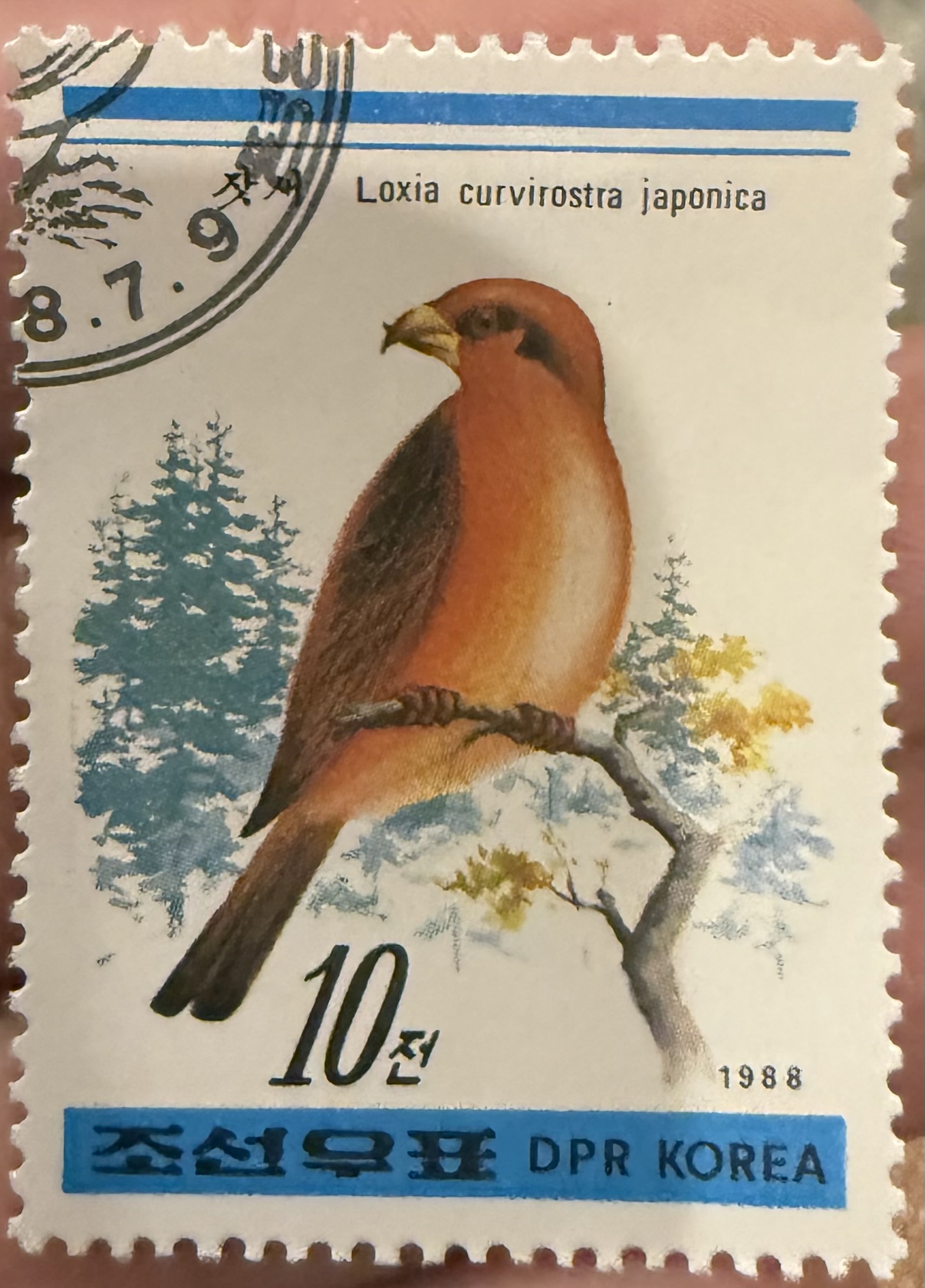 Japanese Red Crossbill