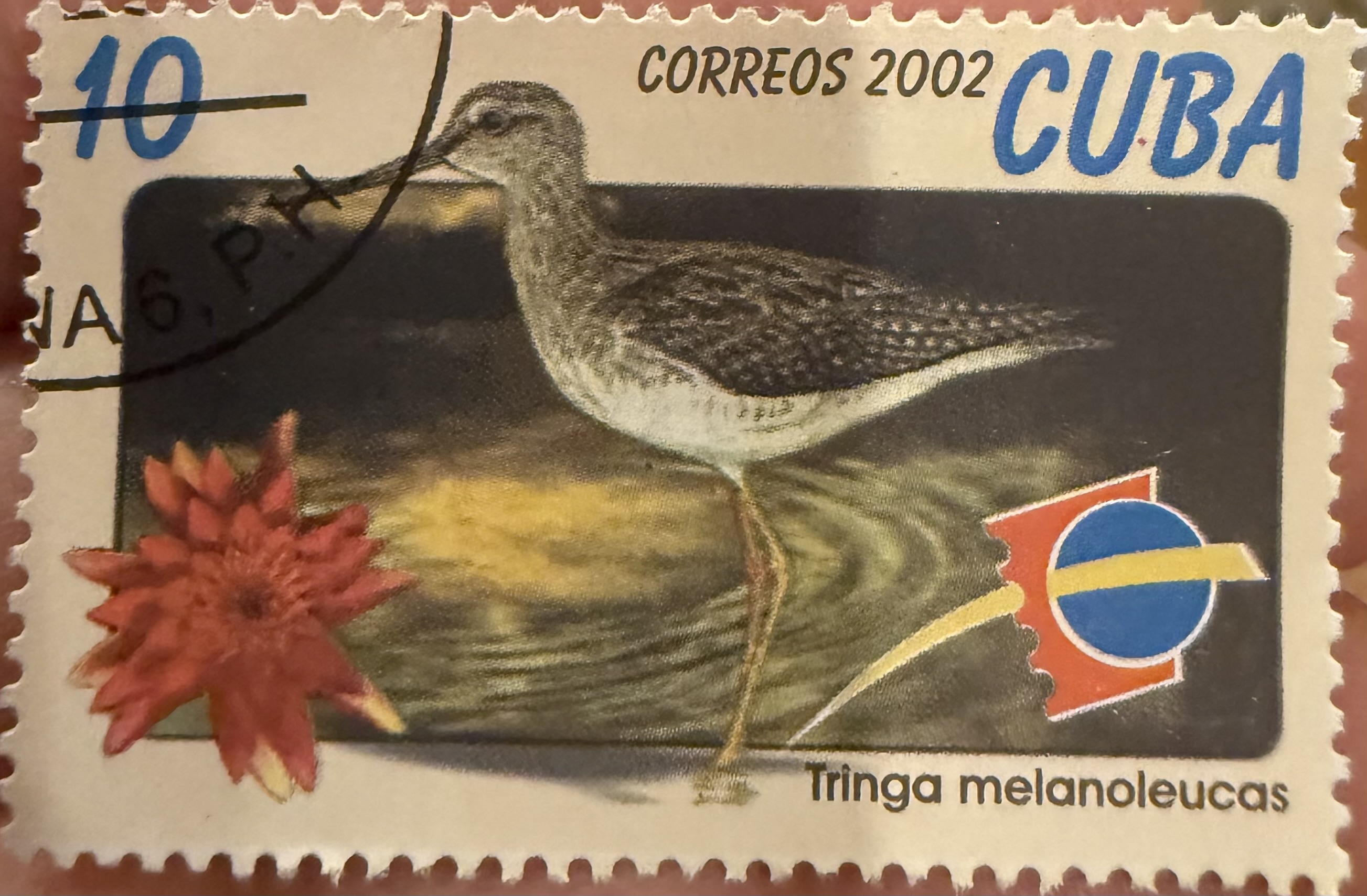 Greater Yellowlegs
