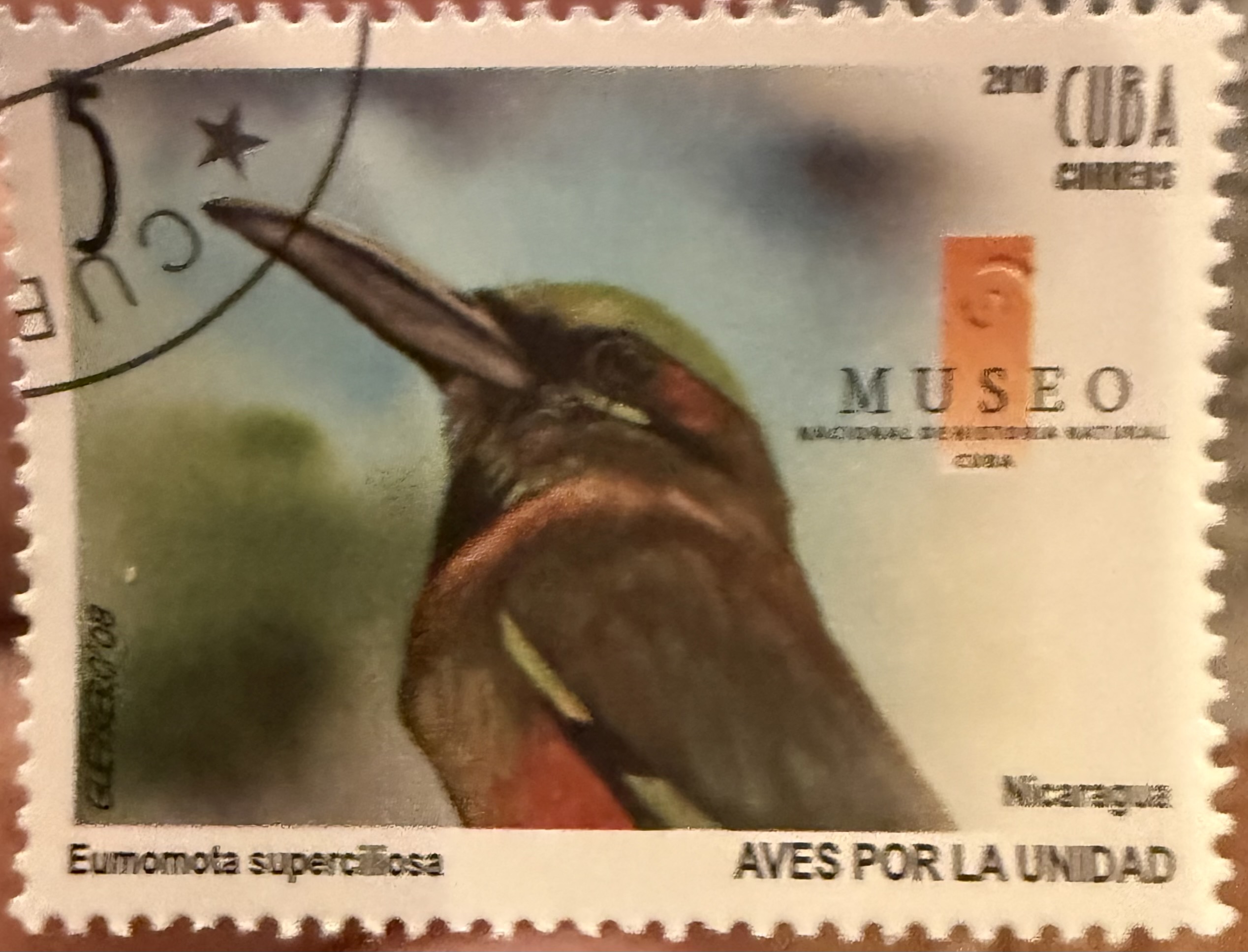 Turquoise Browed Motmot