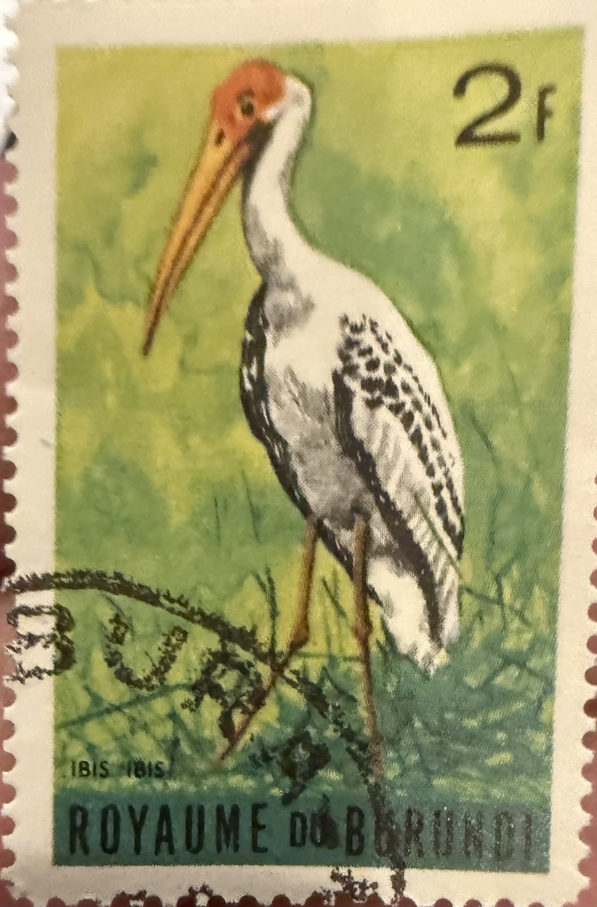 Yellow Billed Stork - Burundi