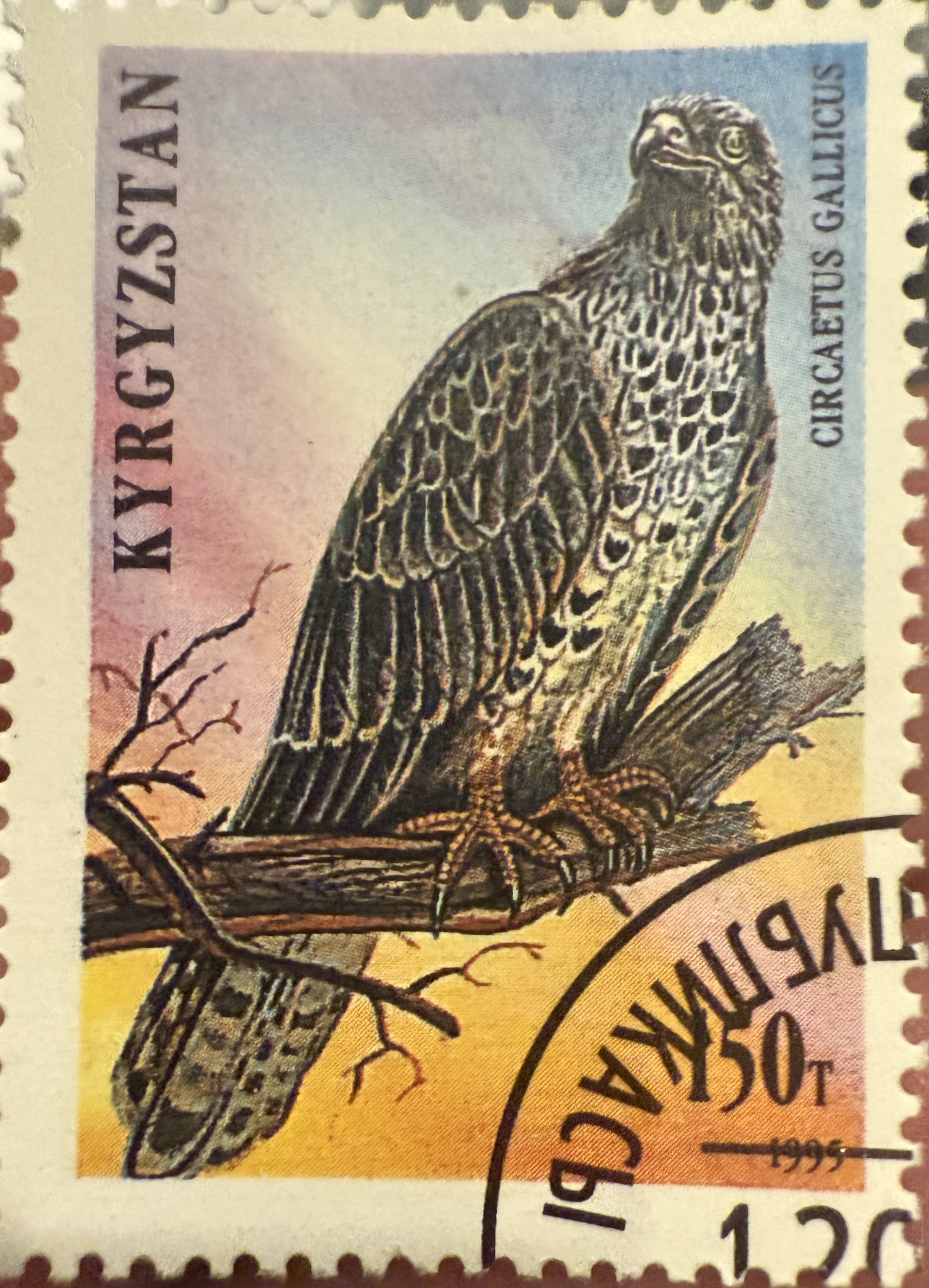 Short Toed Snake Eagle