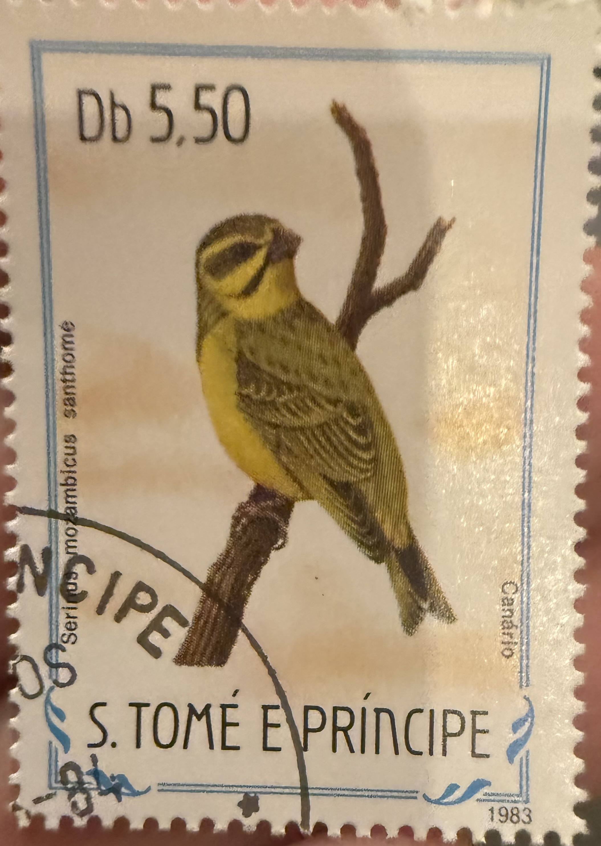 Yellow Fronted Canary