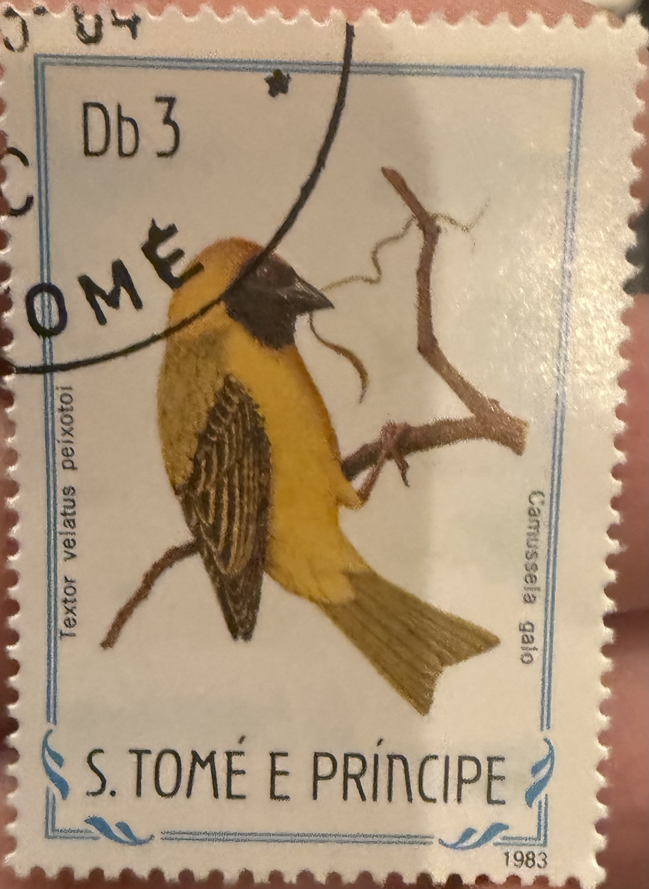 Southern Masked Weaver